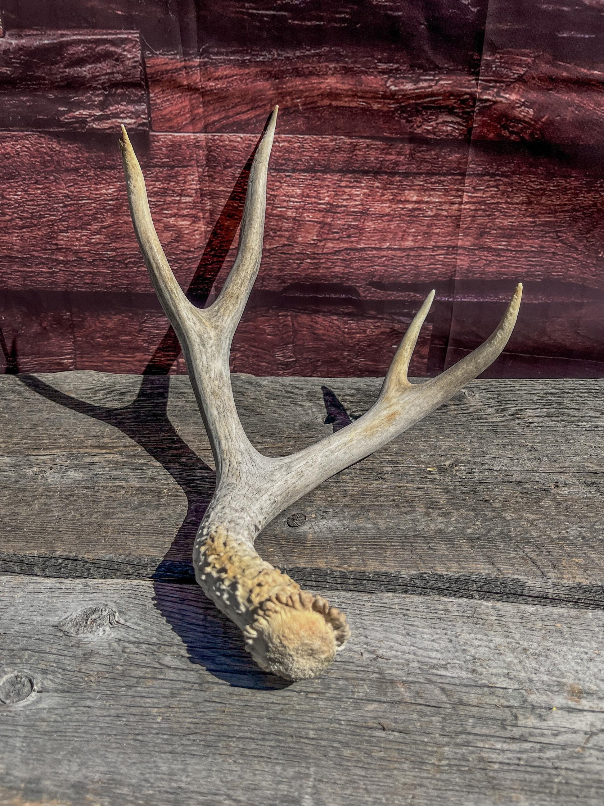 Matching Mule Deer Antler Set. For Decor. Wild, Naturally Shed, Canadian Deer Antler set.