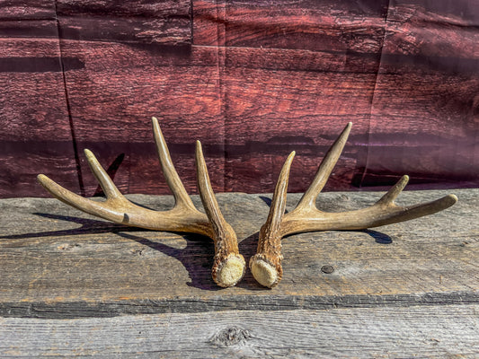 White-Tailed Deer Antler Set: Freshly Shed, 8-Point