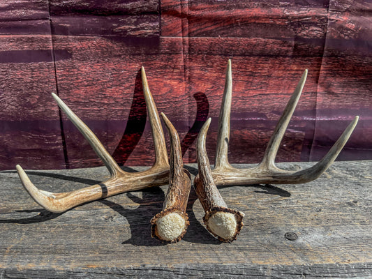 White-Tailed Deer Antler Set: Rustic Farmhouse Decor, Arts & Crafts