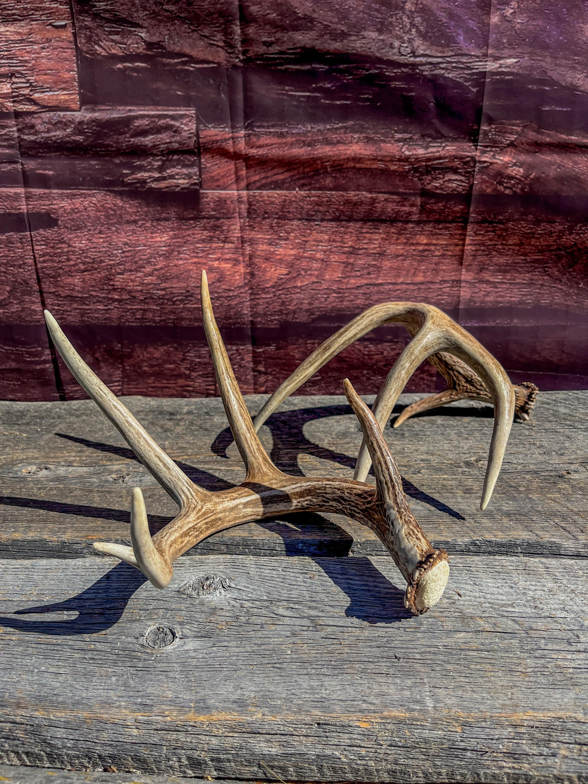 White-Tailed Deer Antler Set: Rustic Farmhouse Decor, Arts & Crafts
