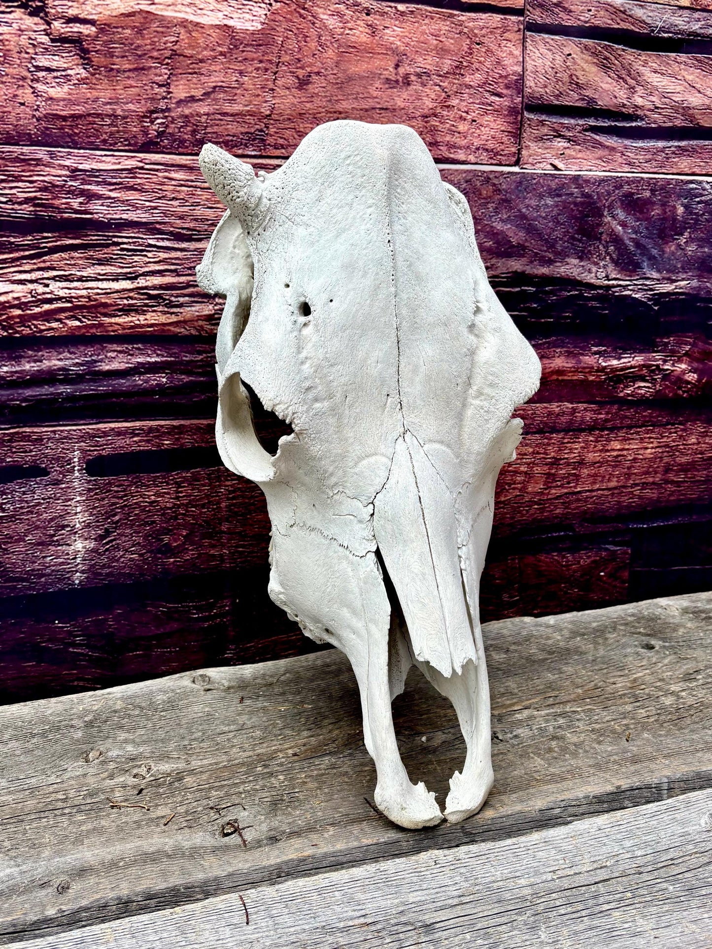 Real Cow Skull from Farm Field. Old, Clean Skull from Cattle Farm.