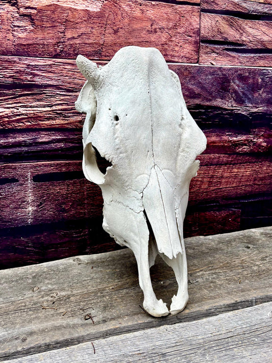 Real Cow Skull from Farm Field. Old, Clean Skull from Cattle Farm.