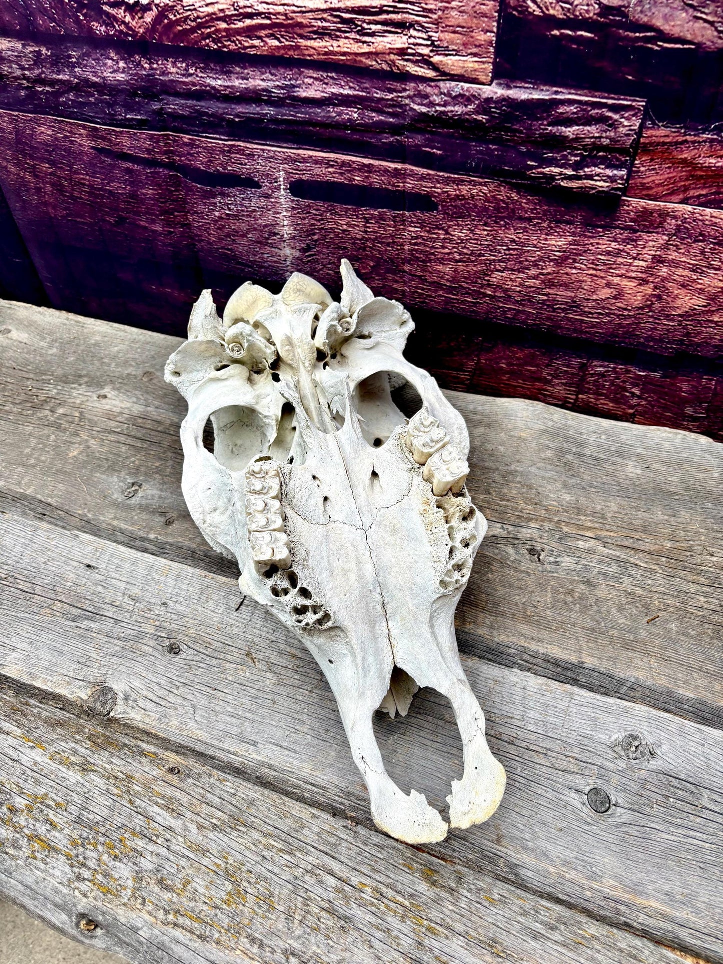 Real Cow Skull from Farm Field. Old, Clean Skull from Cattle Farm.