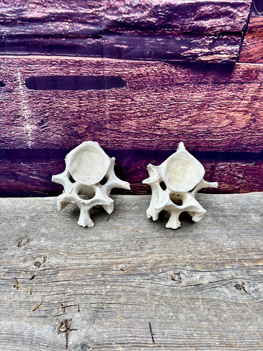 Cow Vertebrae - 2 Old Bones from Spine