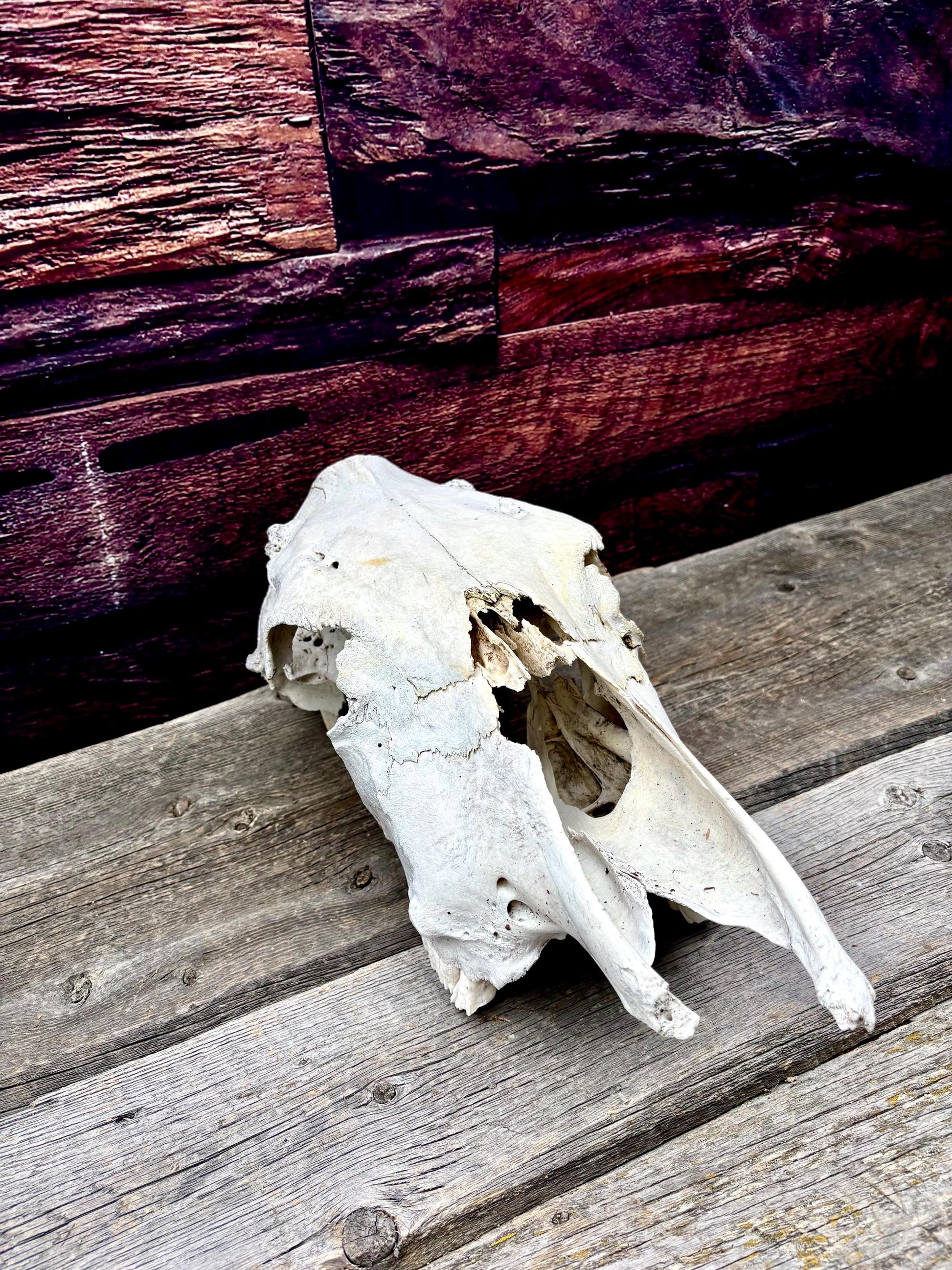 Real Cow Skull from Farm Field. Old, Clean Skull from Cattle Farm.
