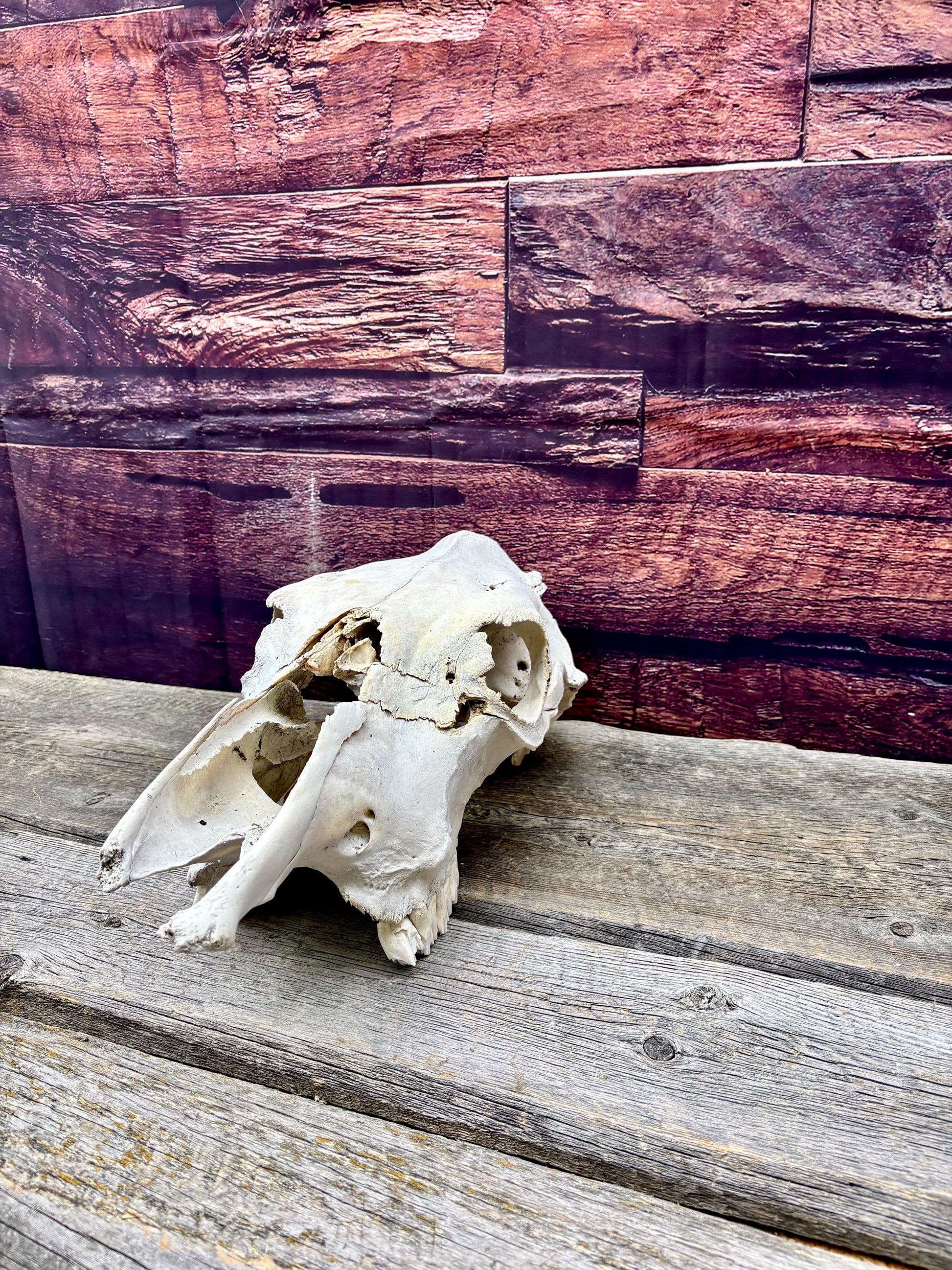 Real Cow Skull from Farm Field. Old, Clean Skull from Cattle Farm.