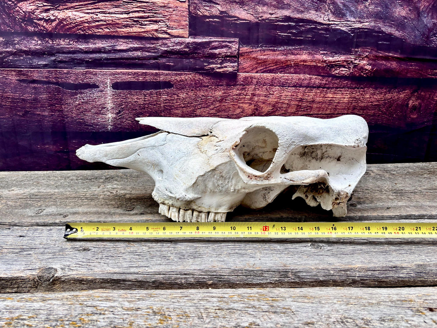 Real Cow Skull with Jaw. Found in Farm Field. Clean Skull from Cattle Farm. Excellent condition.