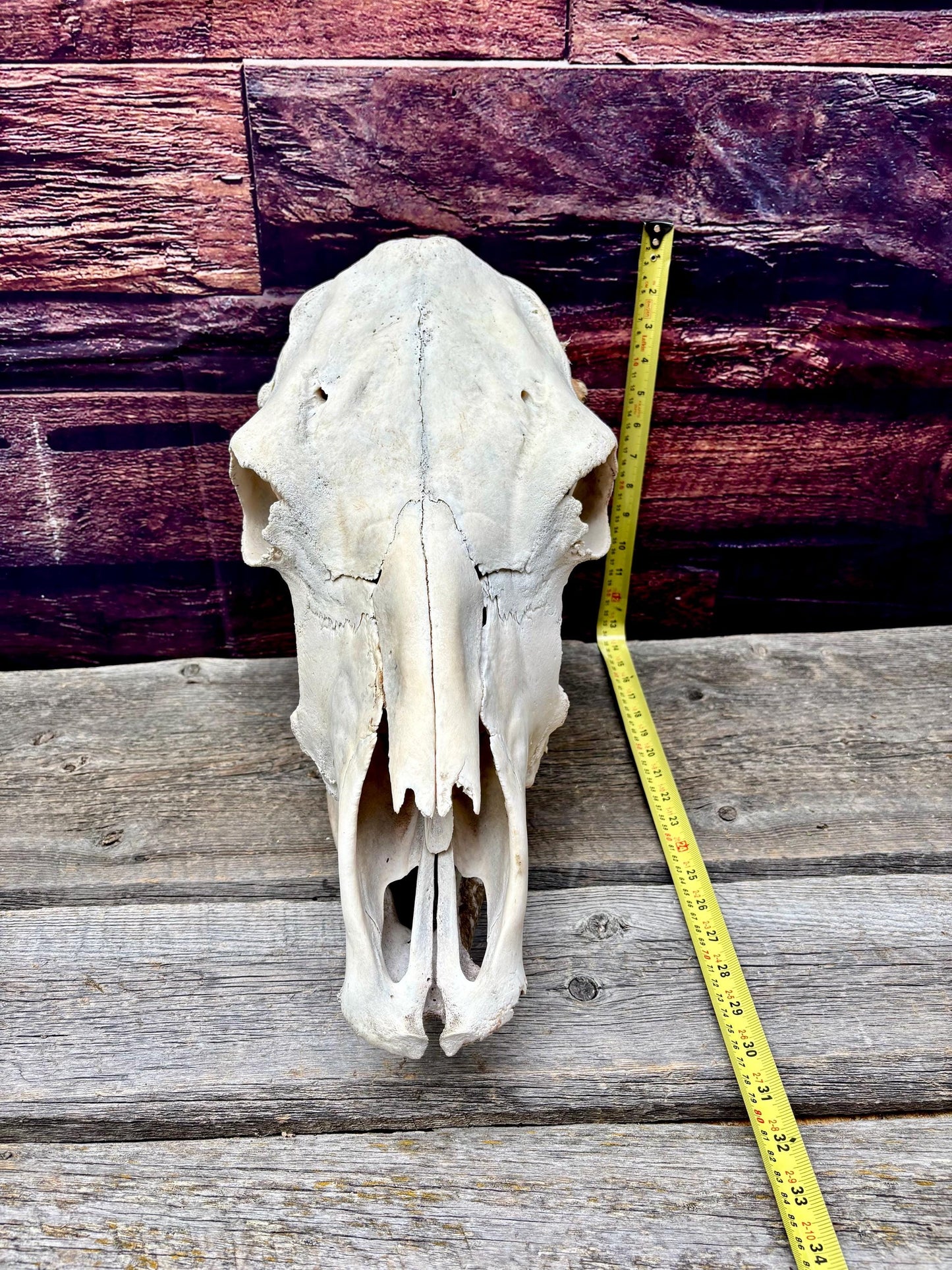 Real Cow Skull with Jaw. Found in Farm Field. Clean Skull from Cattle Farm. Excellent condition.