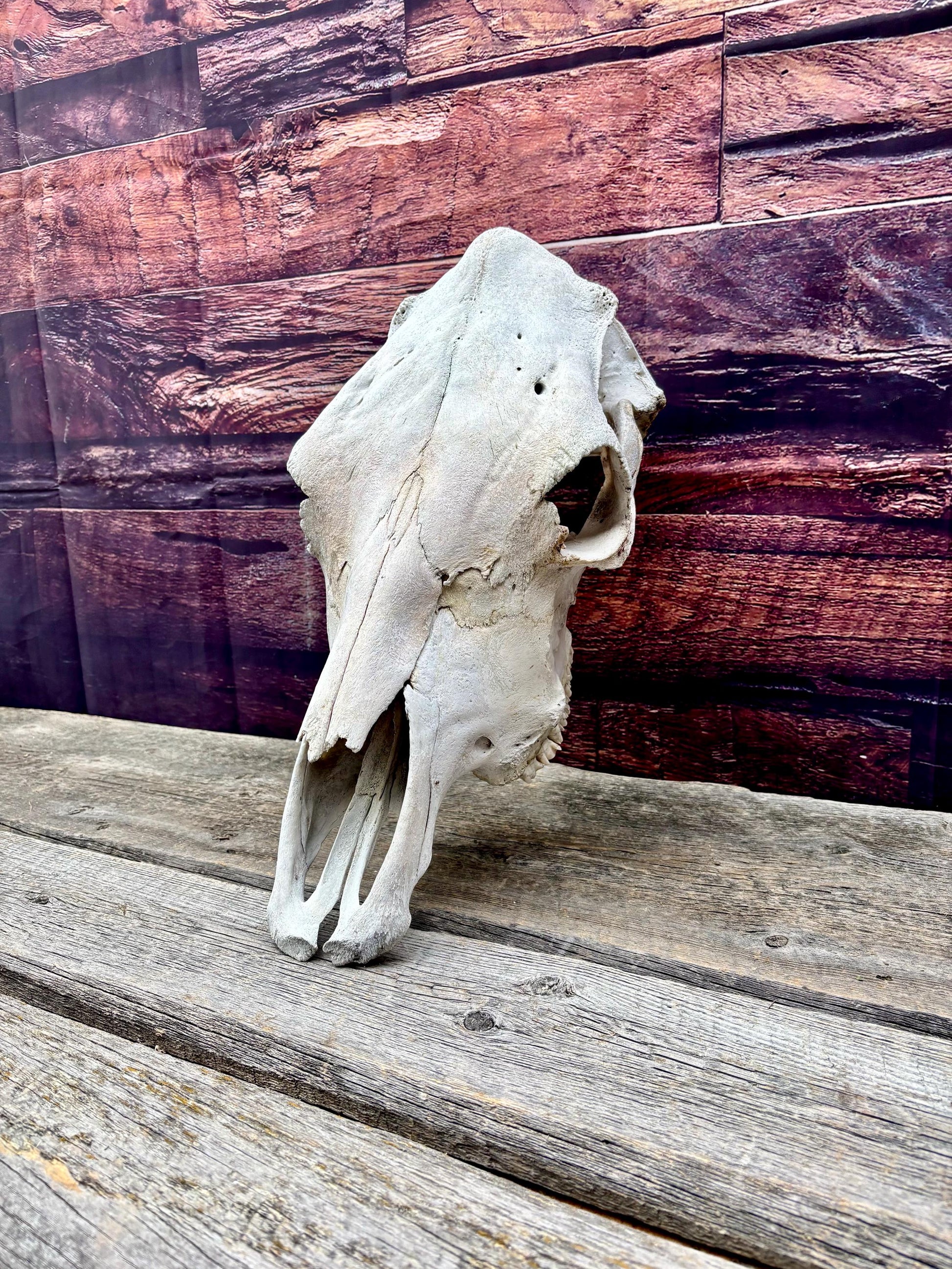 Real Cow Skull with Jaw. Found in Farm Field. Clean Skull from Cattle Farm. Excellent condition.