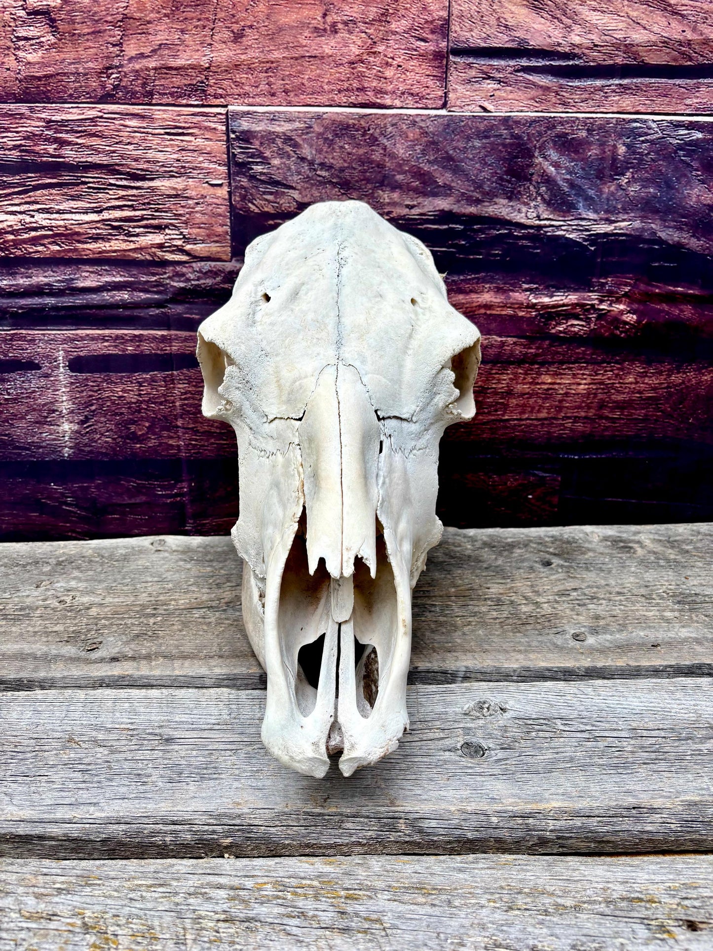 Real Cow Skull with Jaw. Found in Farm Field. Clean Skull from Cattle Farm. Excellent condition.