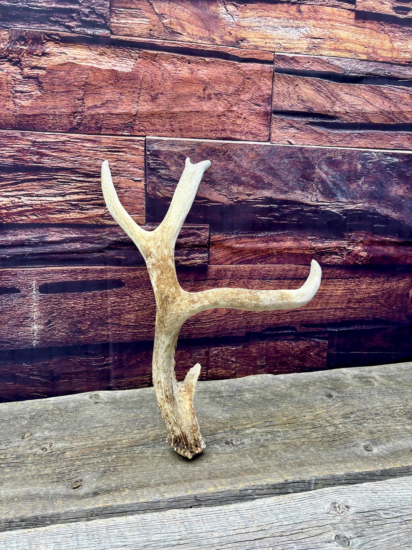 Mule Deer Antler. Rustic Cabin Decor & Crafting