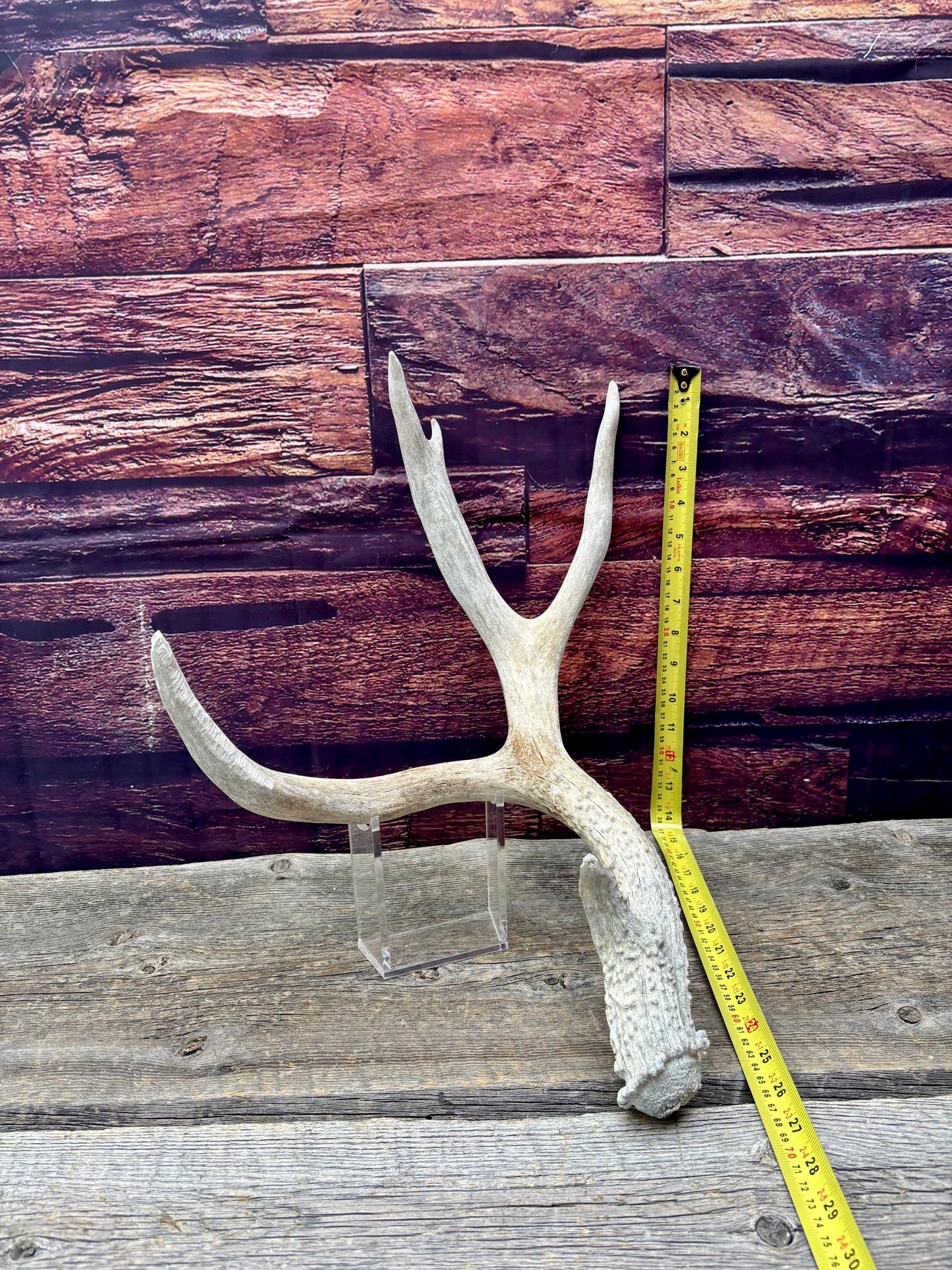 Mule Deer Antler. Rustic Cabin Decor & Crafting