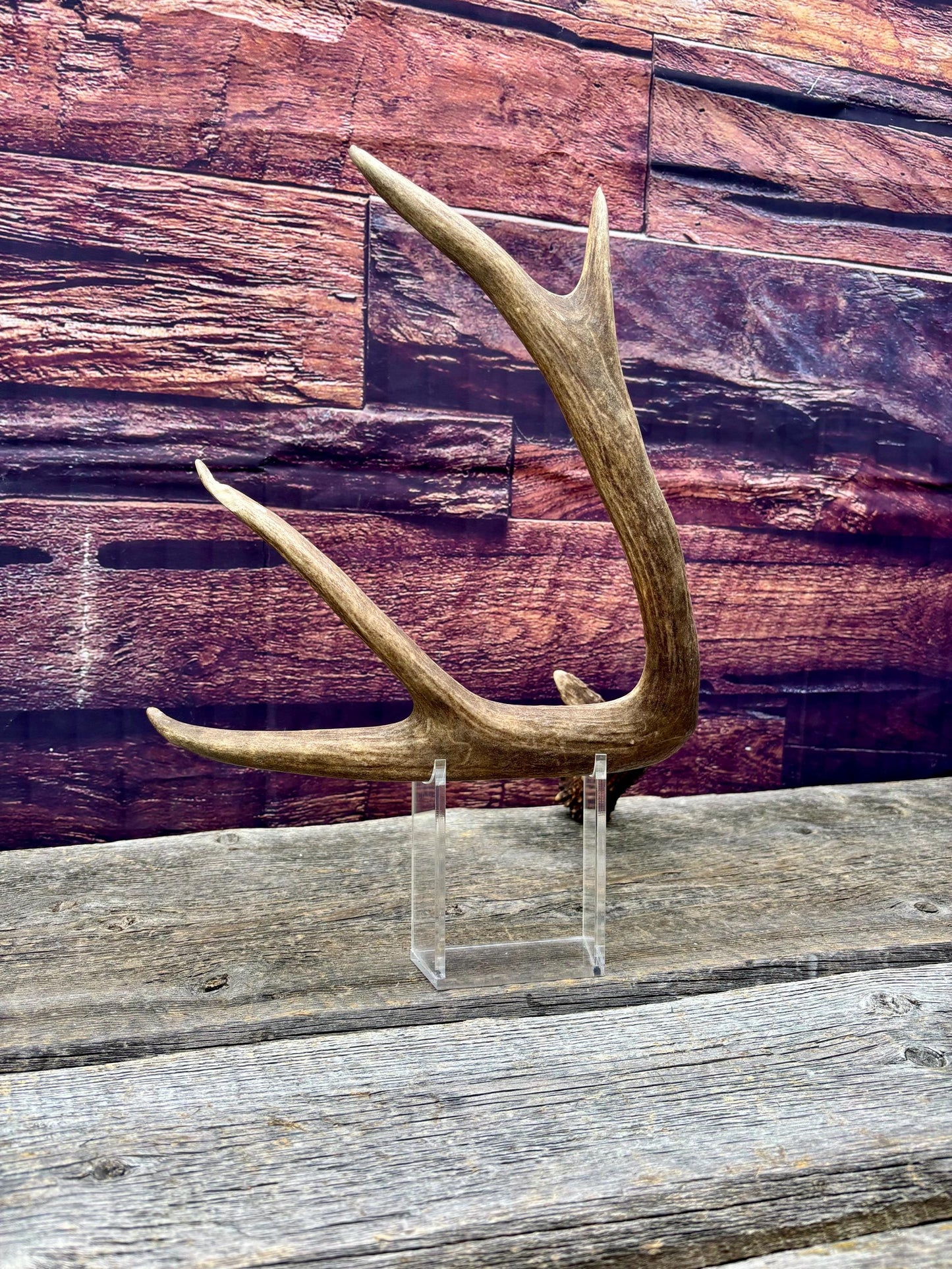 Fresh Mule Deer Antler. Very Dark Rocky Mountain Mule Deer Shed. Decor, Crafting, Table centrepiece, and More.
