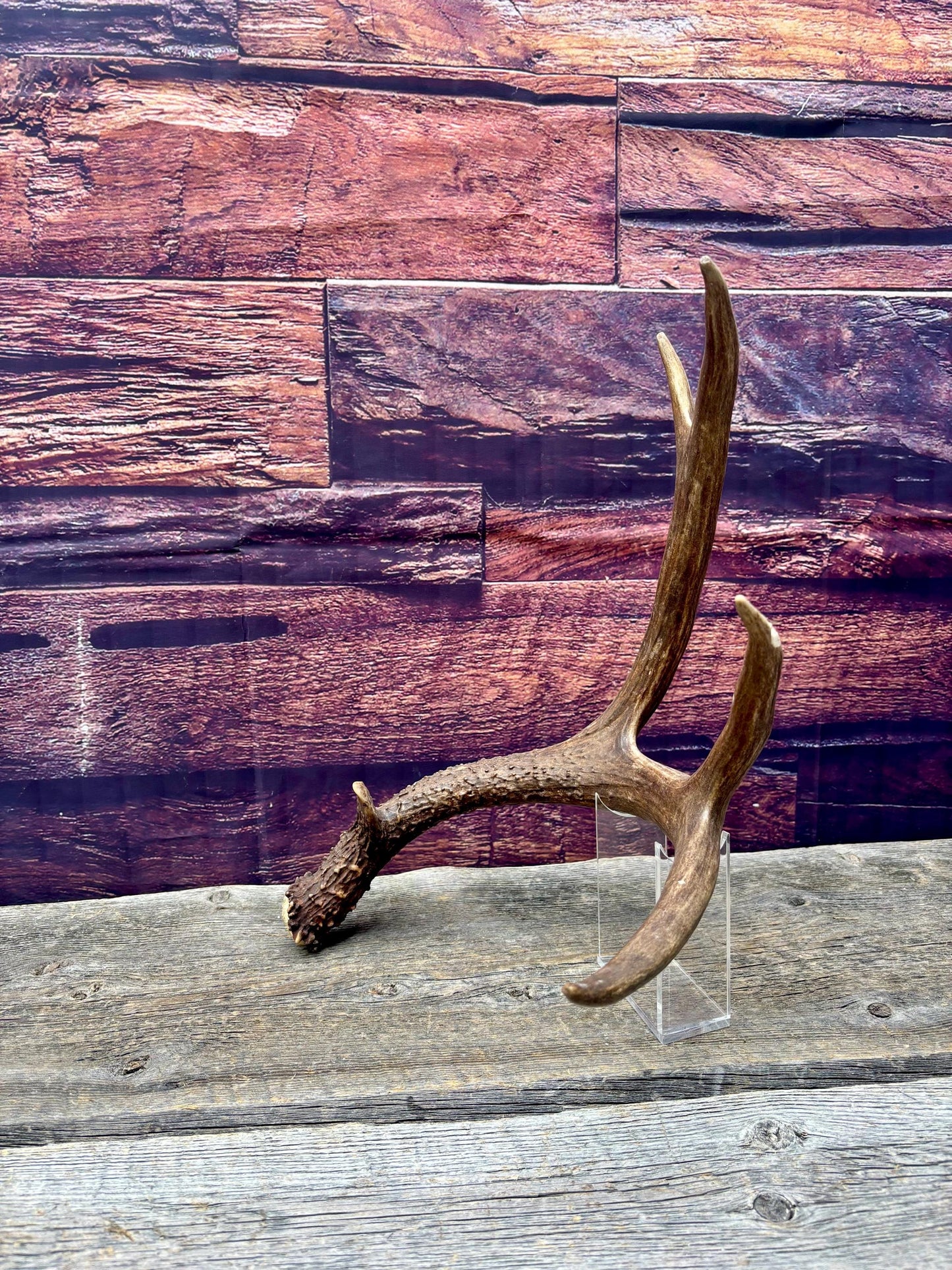 Fresh Mule Deer Antler. Very Dark Rocky Mountain Mule Deer Shed. Decor, Crafting, Table centrepiece, and More.