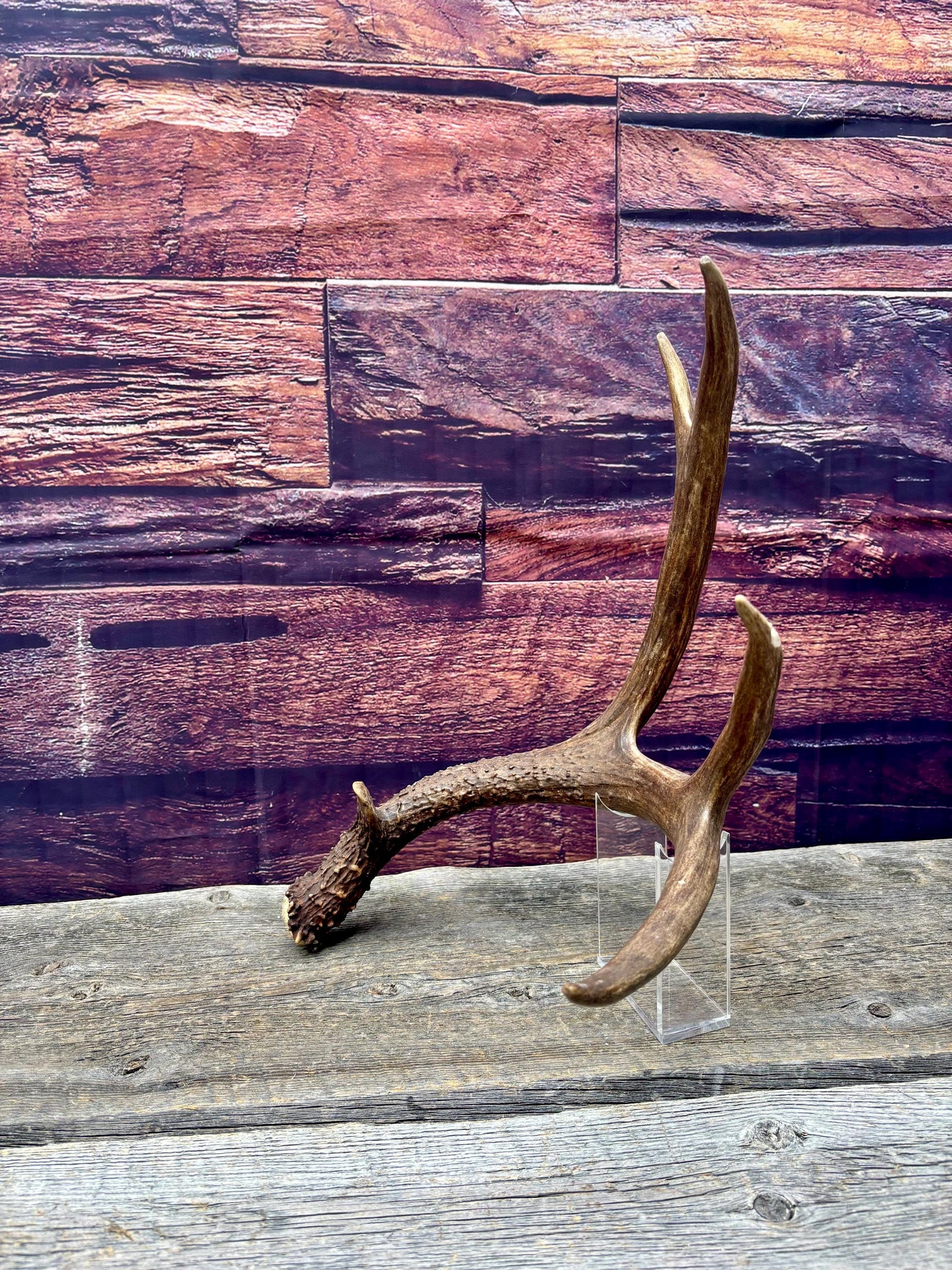 Fresh Mule Deer Antler. Very Dark Rocky Mountain Mule Deer Shed. Decor, Crafting, Table centrepiece, and More.