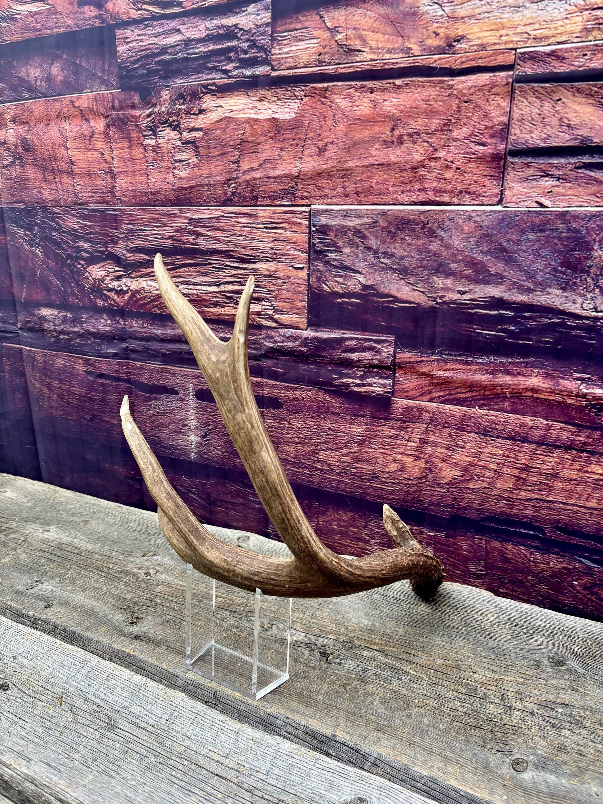 Fresh Mule Deer Antler. Very Dark Rocky Mountain Mule Deer Shed. Decor, Crafting, Table centrepiece, and More.
