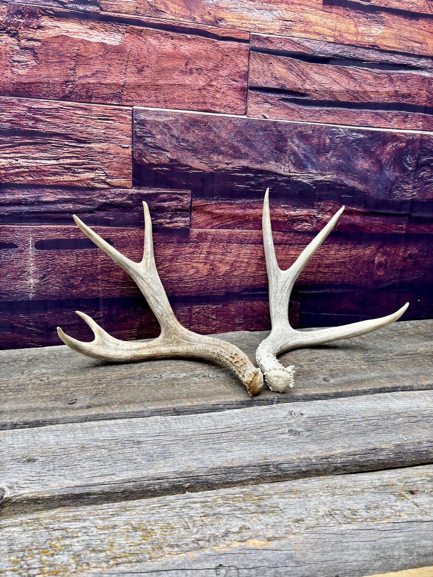 Mule deer Antler Set. Medium in size. Naturally shed. Decor. Crafting