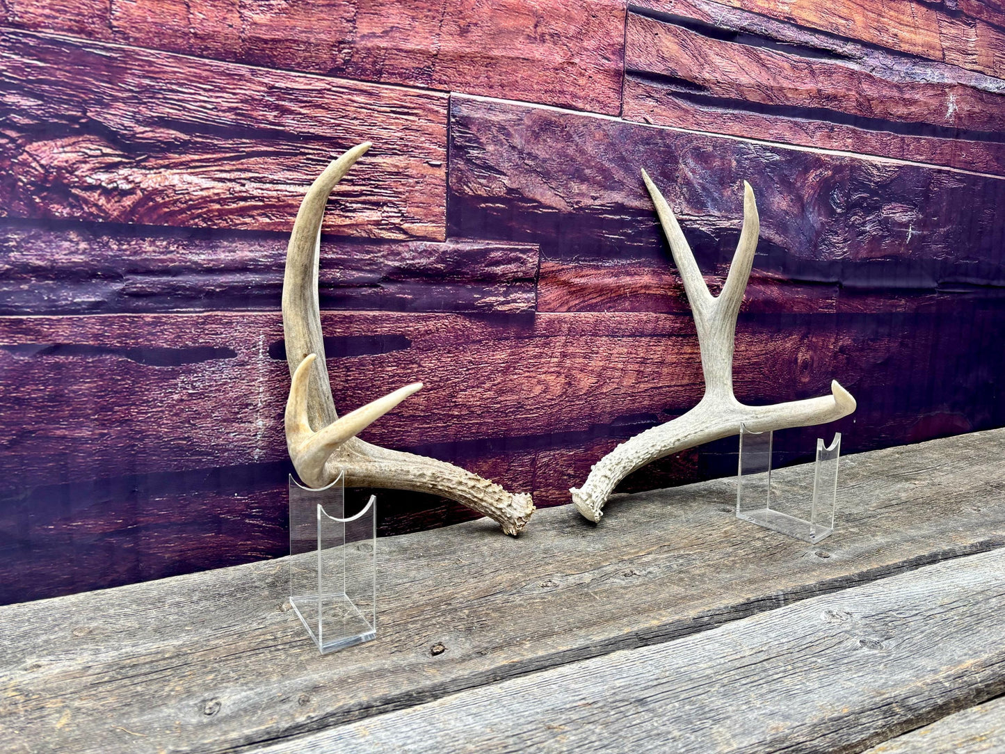 Mule deer Antler Set. Medium in size. Naturally shed. Decor. Crafting
