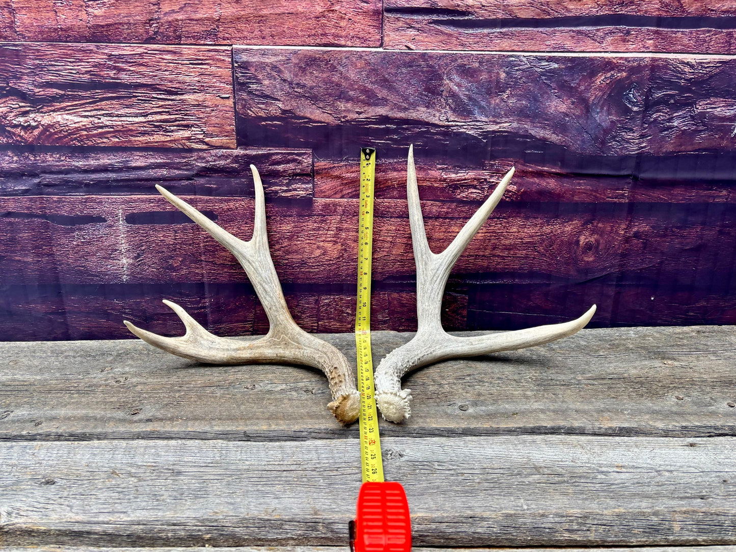 Mule deer Antler Set. Medium in size. Naturally shed. Decor. Crafting