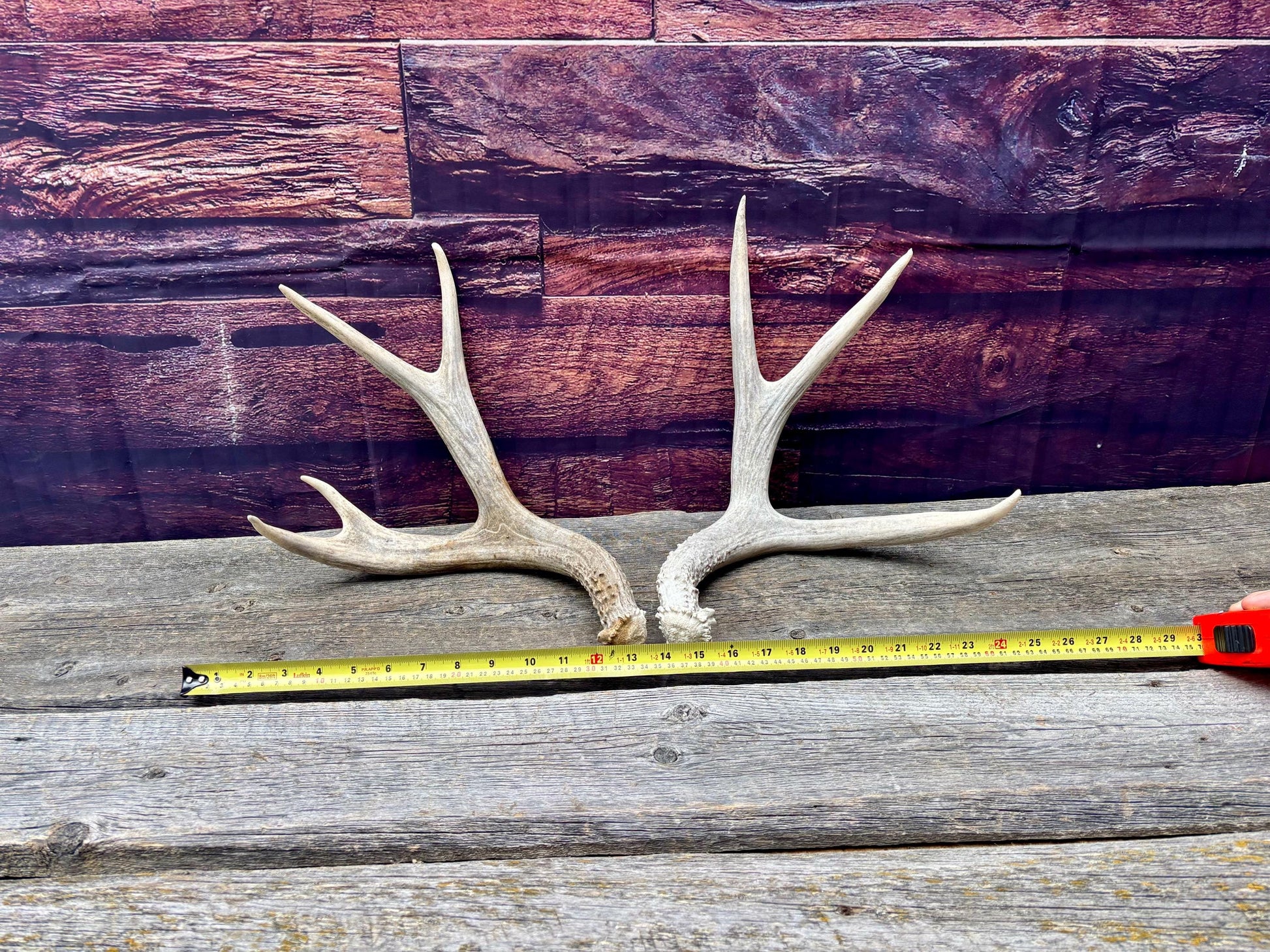 Mule deer Antler Set. Medium in size. Naturally shed. Decor. Crafting