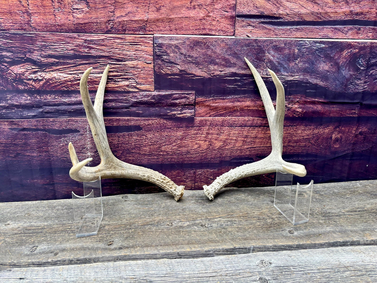 Mule deer Antler Set. Medium in size. Naturally shed. Decor. Crafting