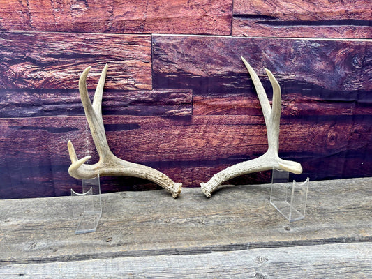 Mule deer Antler Set. Medium in size. Naturally shed. Decor. Crafting