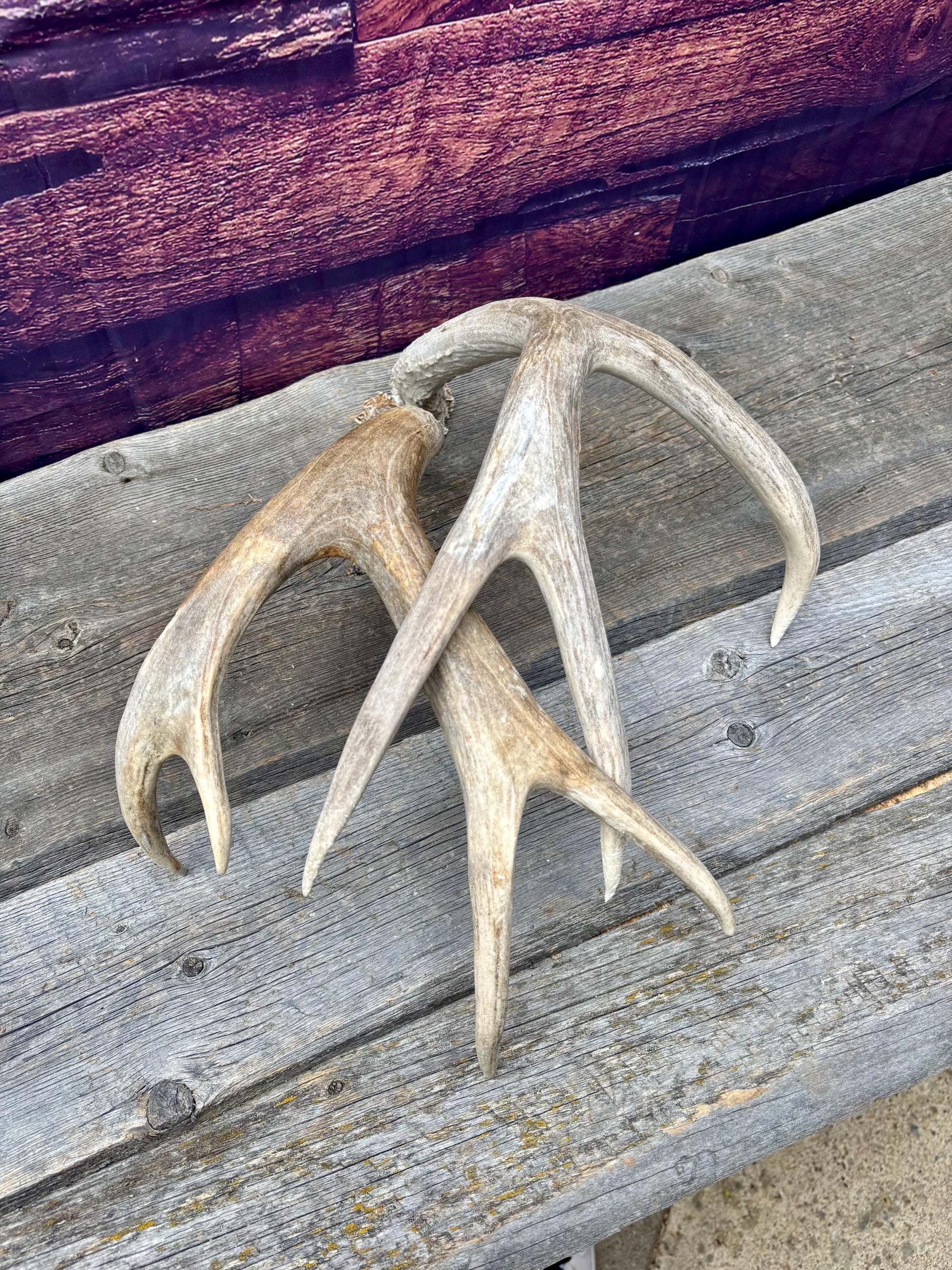 Mule deer Antler Set. Medium in size. Naturally shed. Decor. Crafting