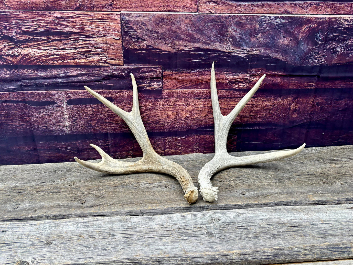 Mule deer Antler Set. Medium in size. Naturally shed. Decor. Crafting