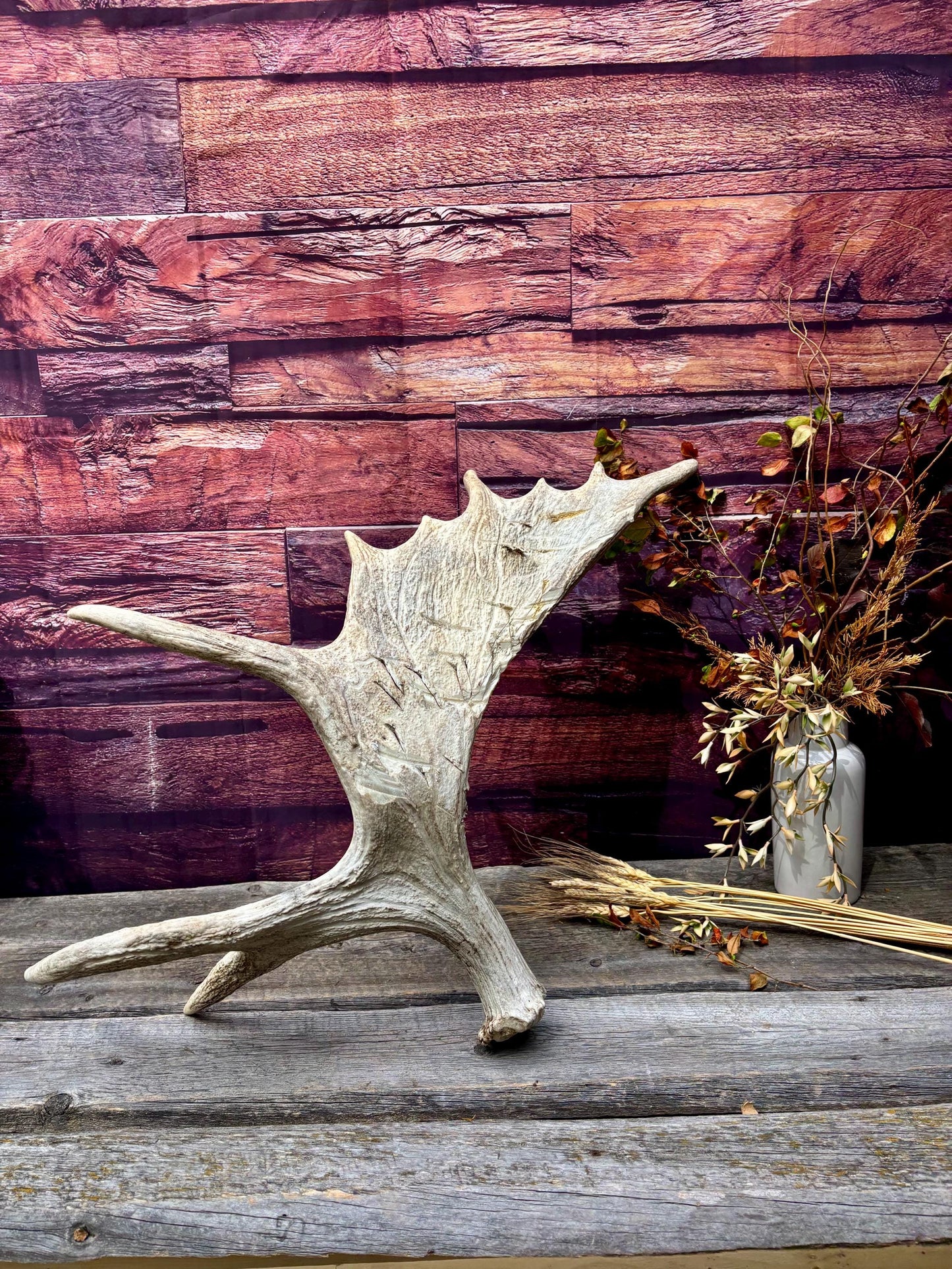 Heavily Damaged Moose Shed Antler. Very large. For Carving, Pet Treats, Crafting and Decor