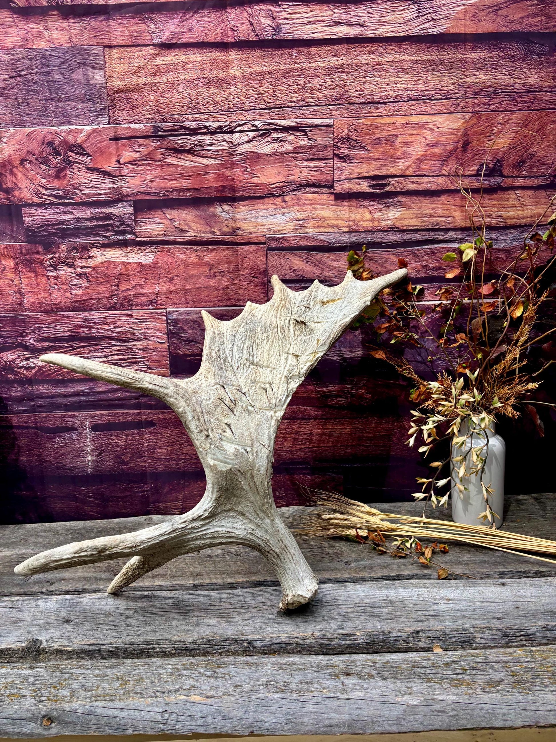 Heavily Damaged Moose Shed Antler. Very large. For Carving, Pet Treats, Crafting and Decor