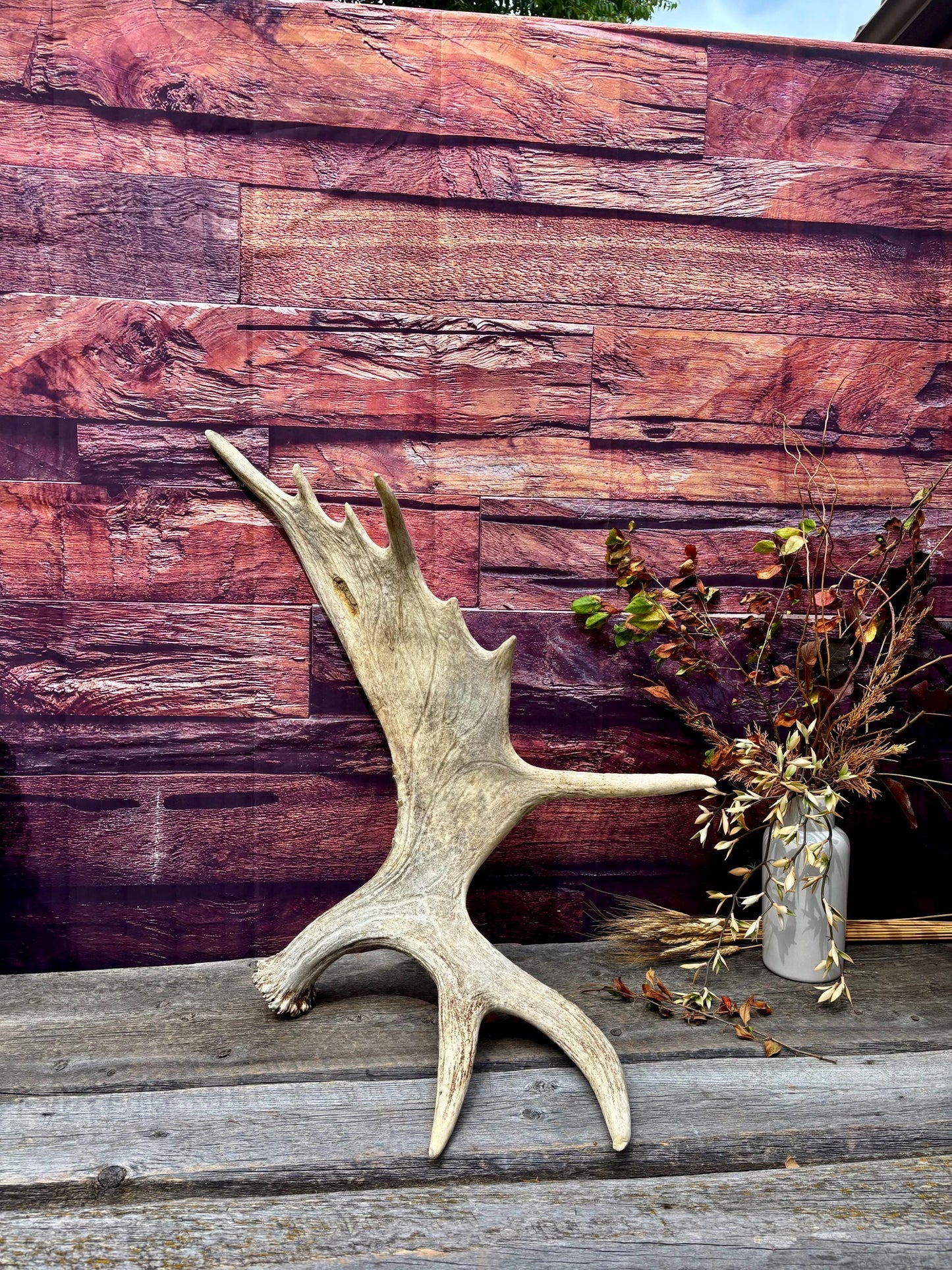 Heavily Damaged Moose Shed Antler. Very large. For Carving, Pet Treats, Crafting and Decor