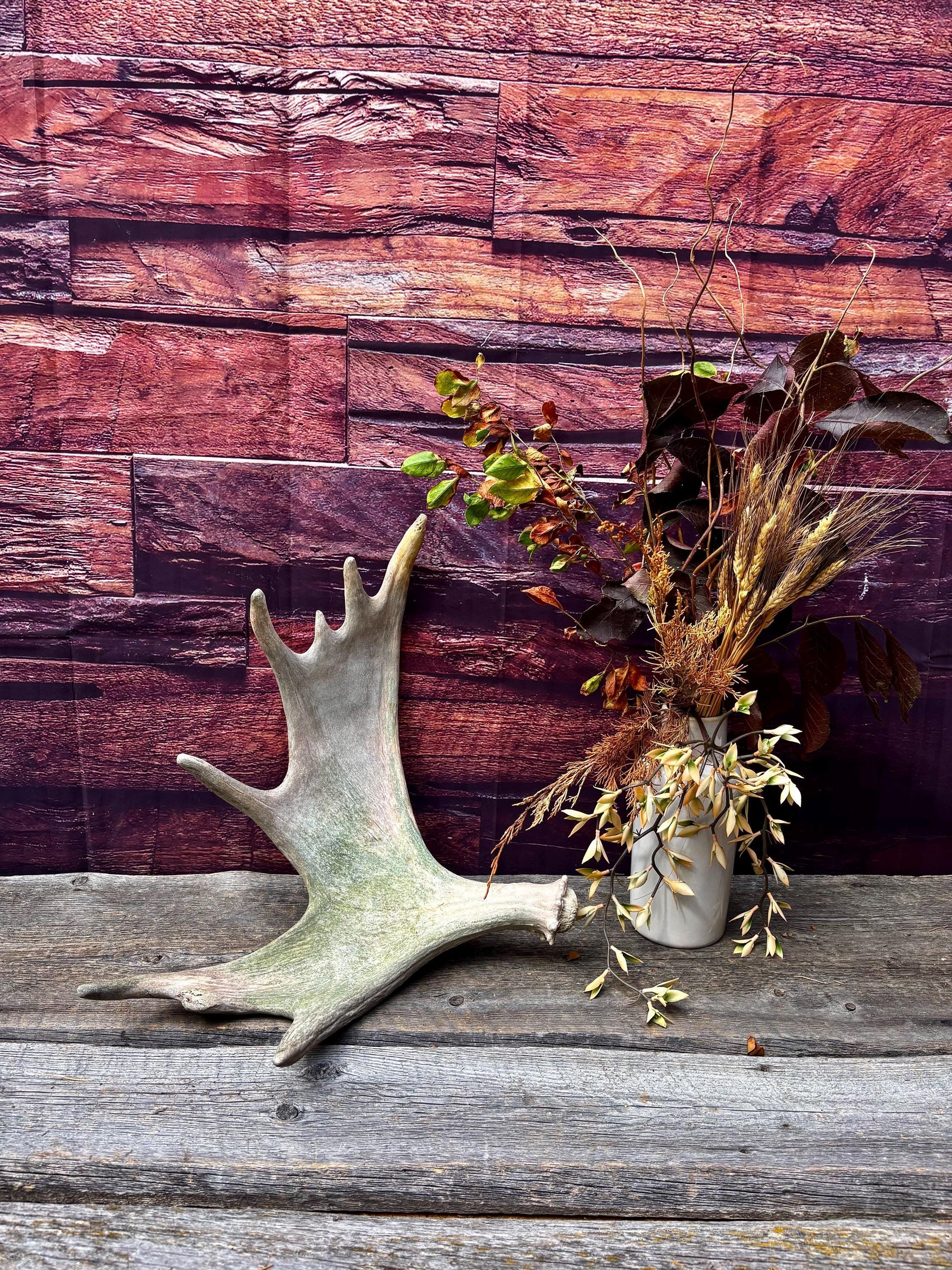 Moose Antler. Classic Shaped Paddle for Carving, Pet Treats, Crafting and Decor from a Wild Canada Moose