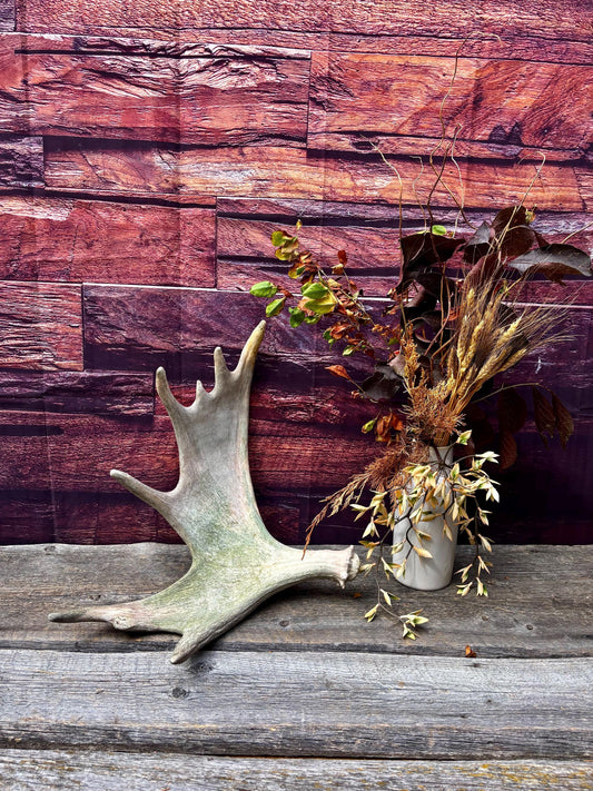 Moose Antler. Classic Shaped Paddle for Carving, Pet Treats, Crafting and Decor from a Wild Canada Moose