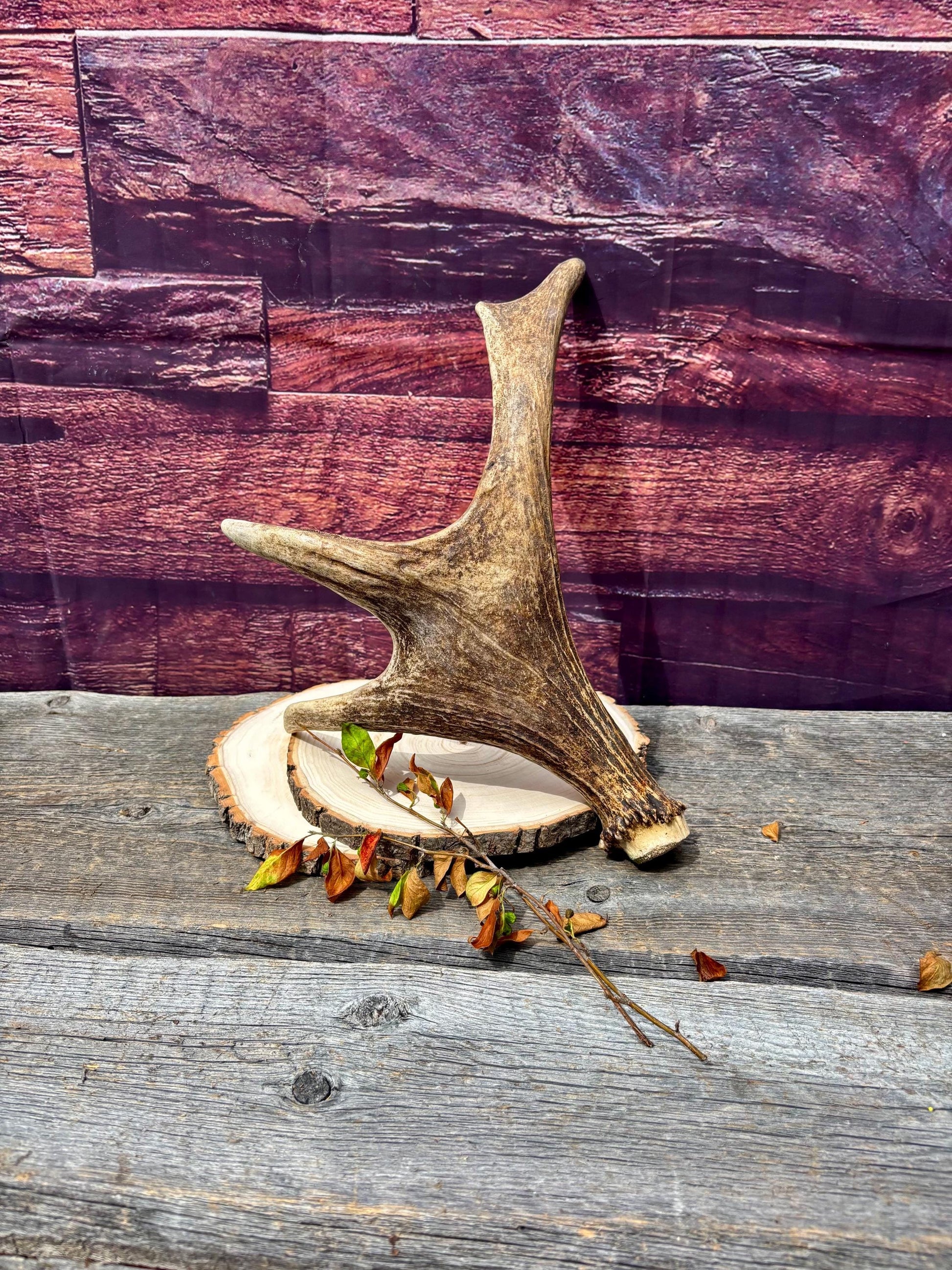 Bull Moose Antler. Fresh. For crafting, decor and more