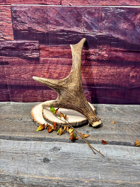 Bull Moose Antler. Fresh. For crafting, decor and more