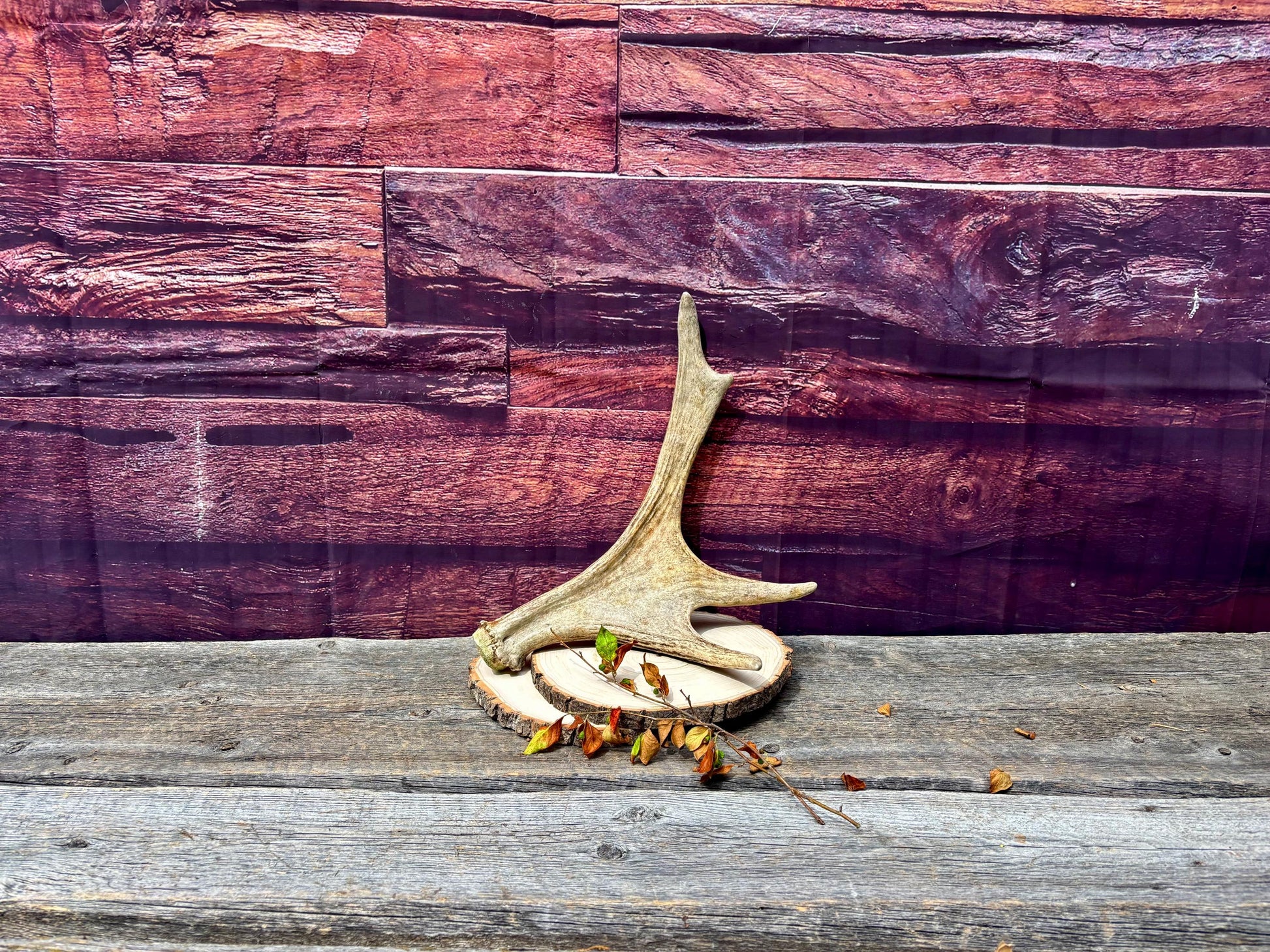 Bull Moose Antler. Fresh. For crafting, decor and more