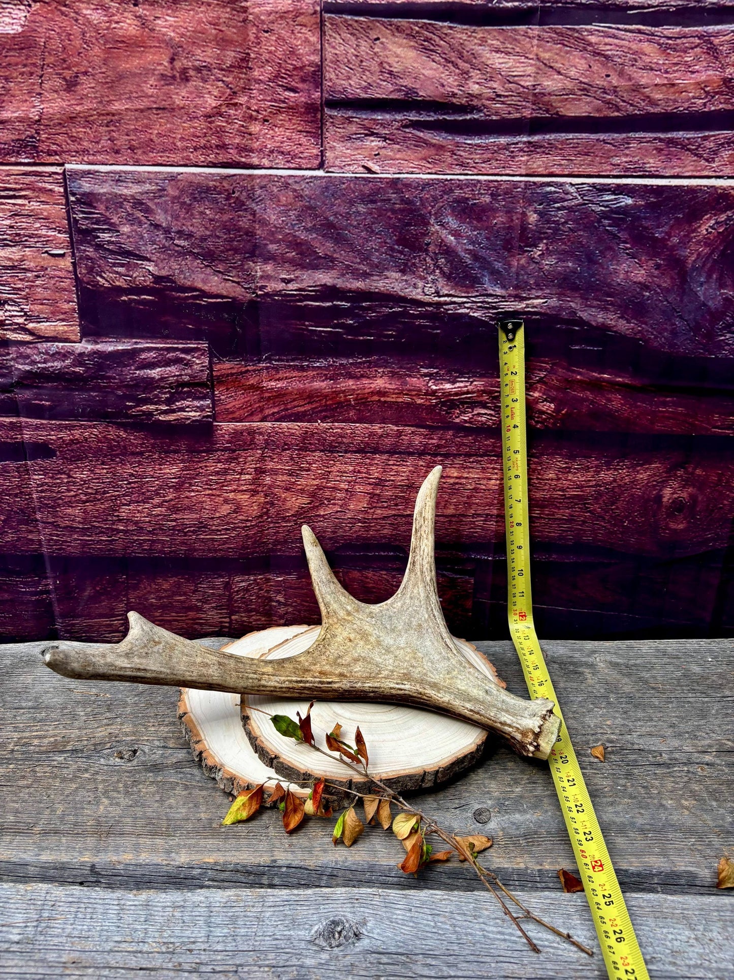 Bull Moose Antler. Fresh. For crafting, decor and more