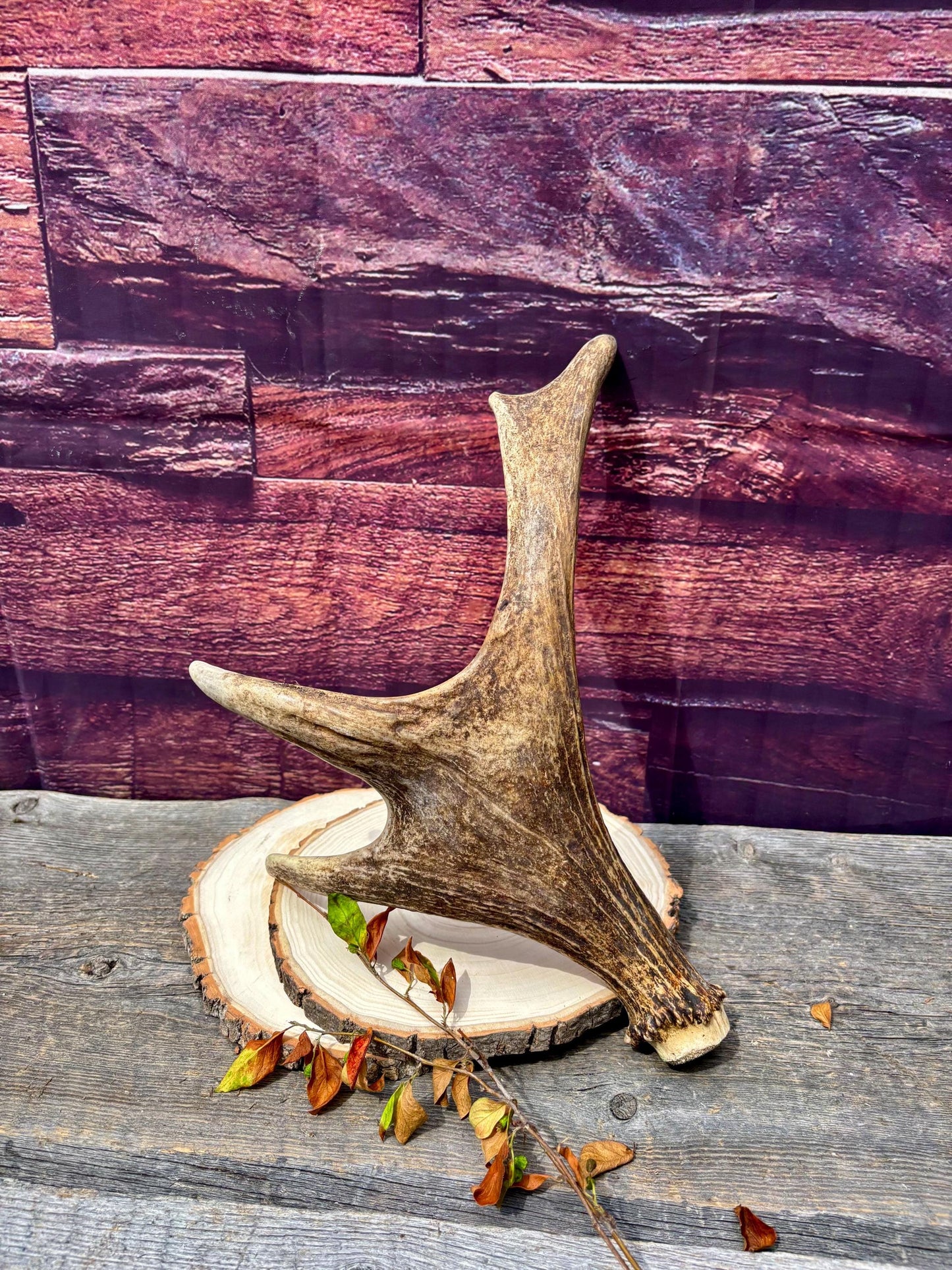 Bull Moose Antler. Fresh. For crafting, decor and more