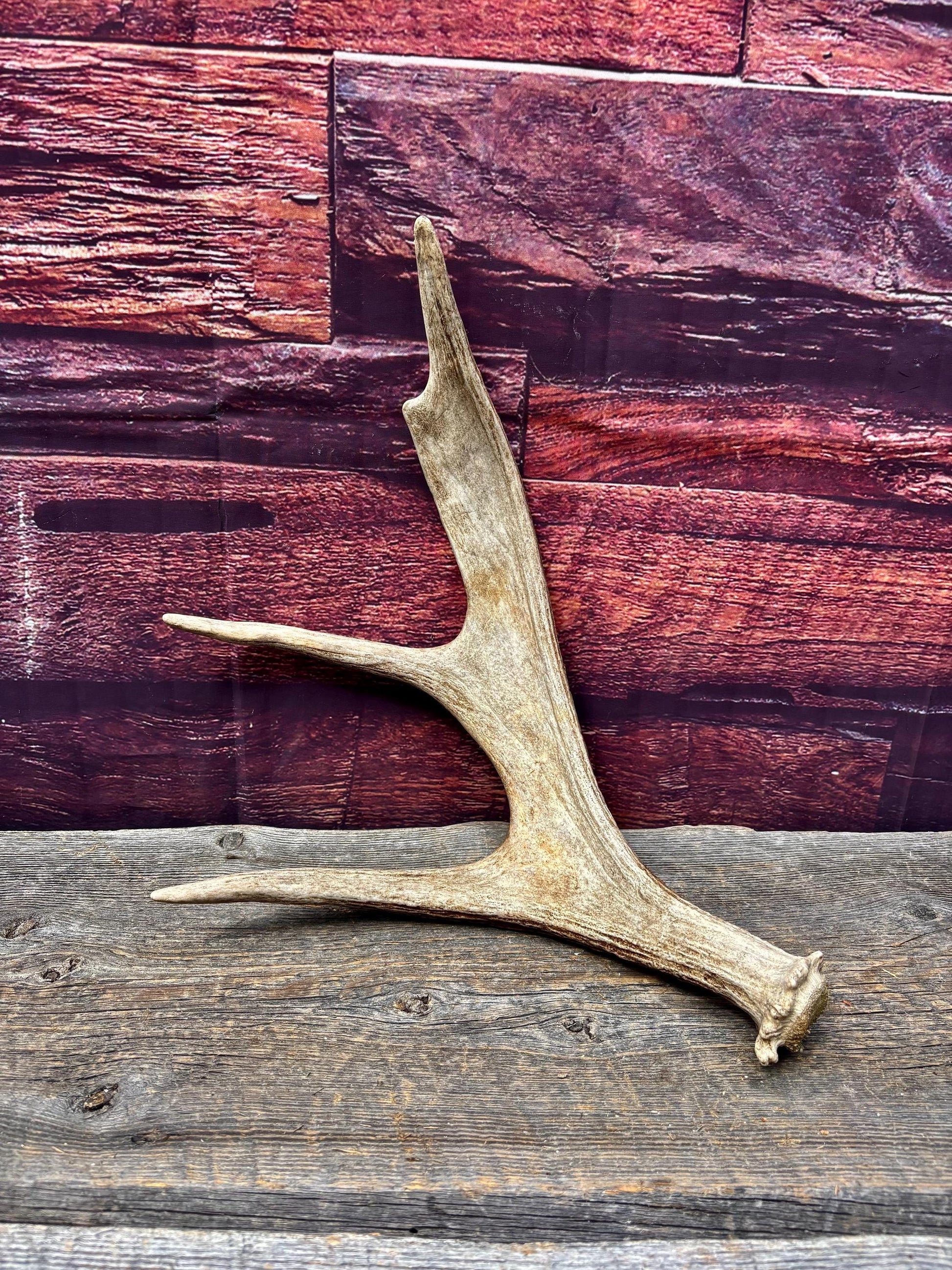Bull Moose Antler. Fresh. For crafting, decor and more
