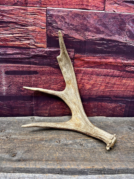Bull Moose Antler. Fresh. For crafting, decor and more