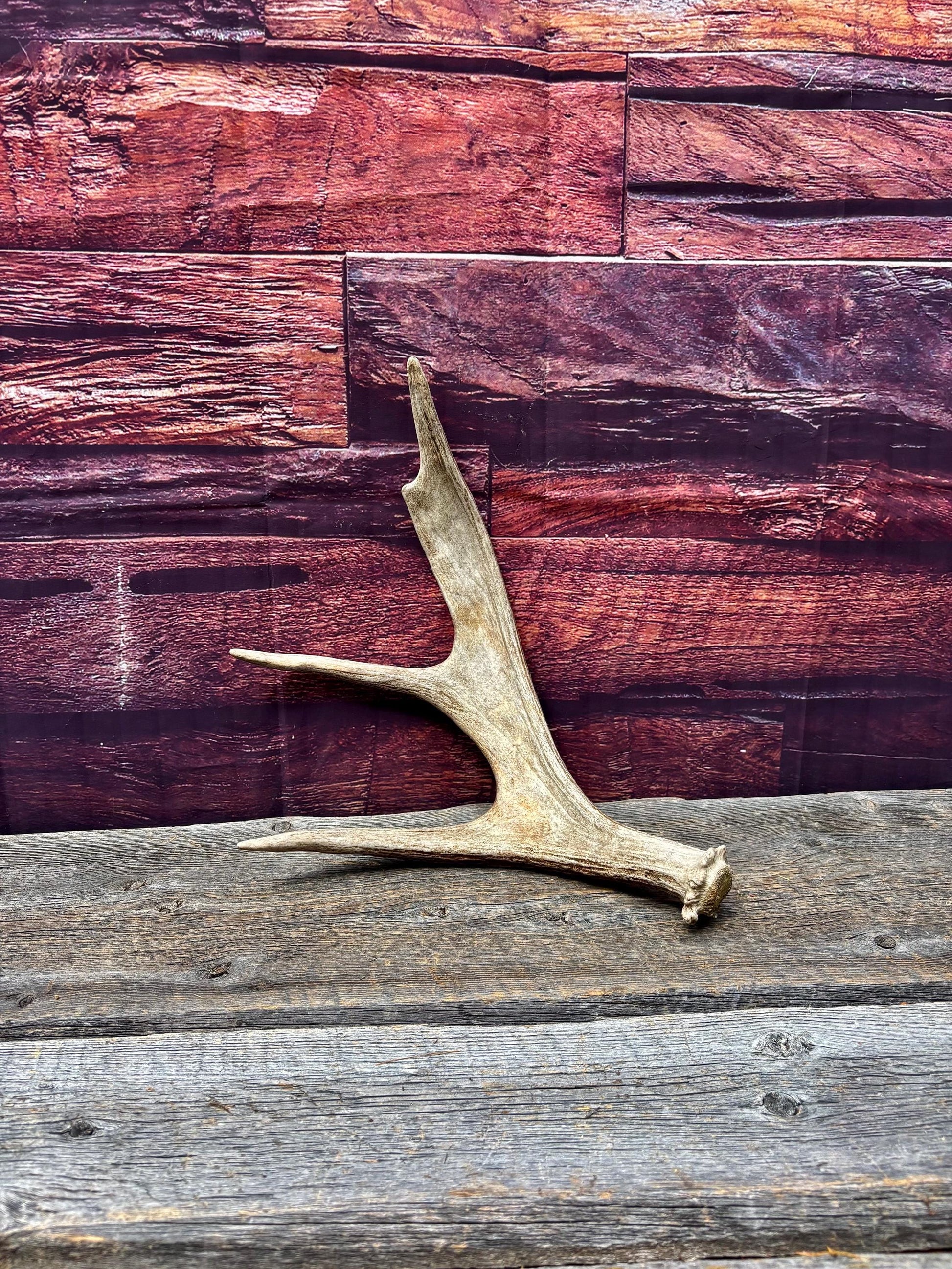 Bull Moose Antler. Fresh. For crafting, decor and more