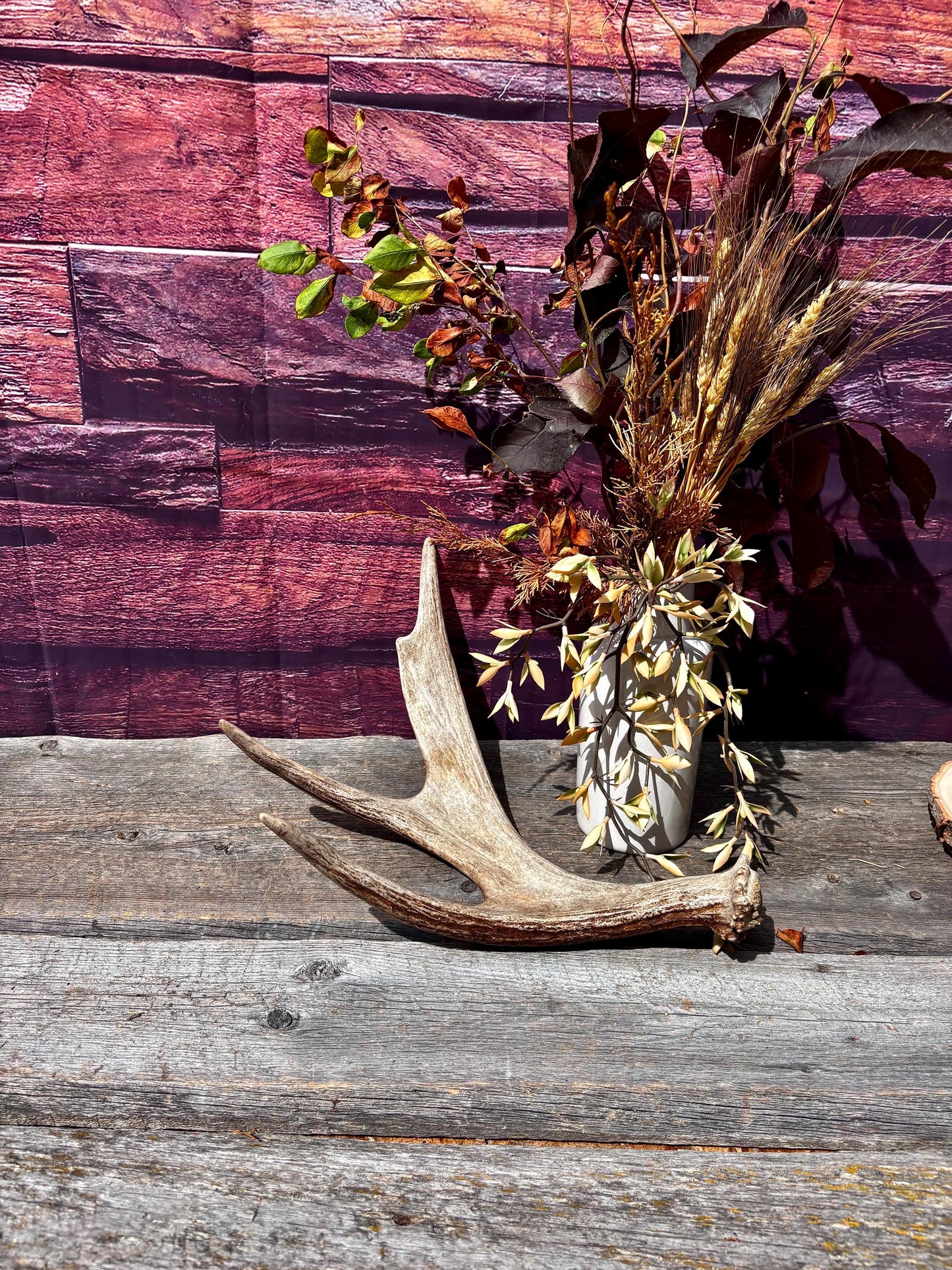 Bull Moose Antler. Fresh. For crafting, decor and more