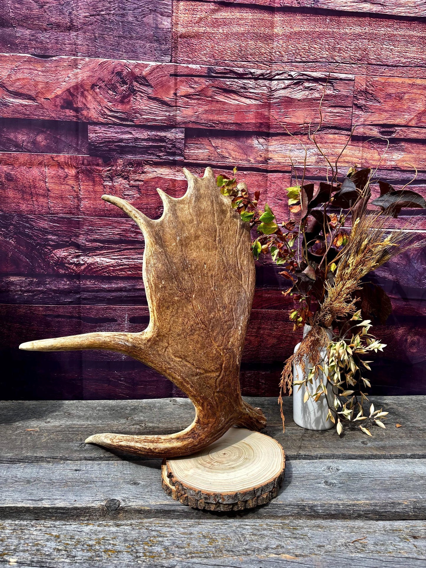 Large Moose Shed Antler. For Carving, Pet Treats, Crafting and Decor. Wild Canada Moose Antler