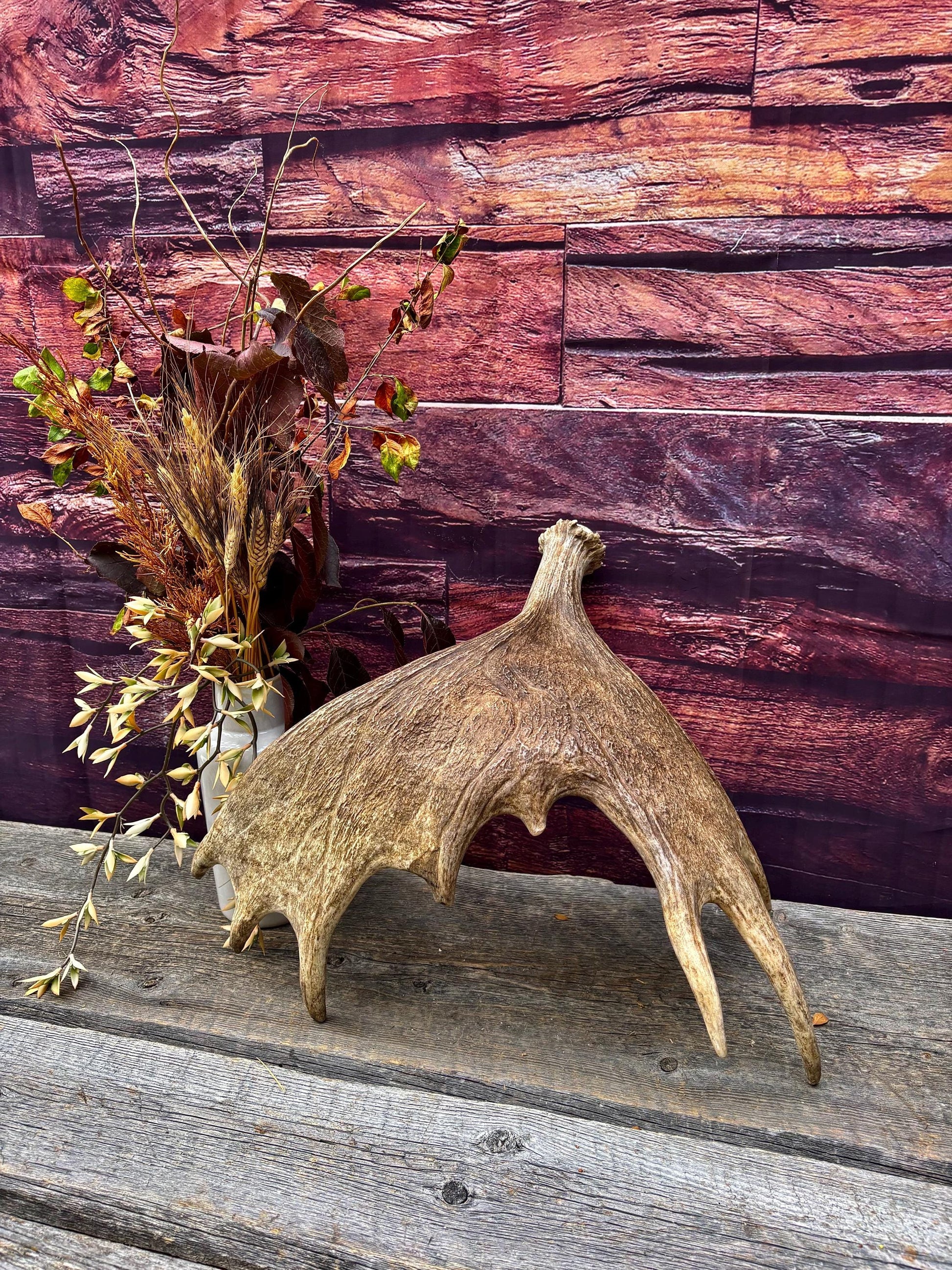 Moose Antler. Classic Size and Shape For crafting, decor and more.