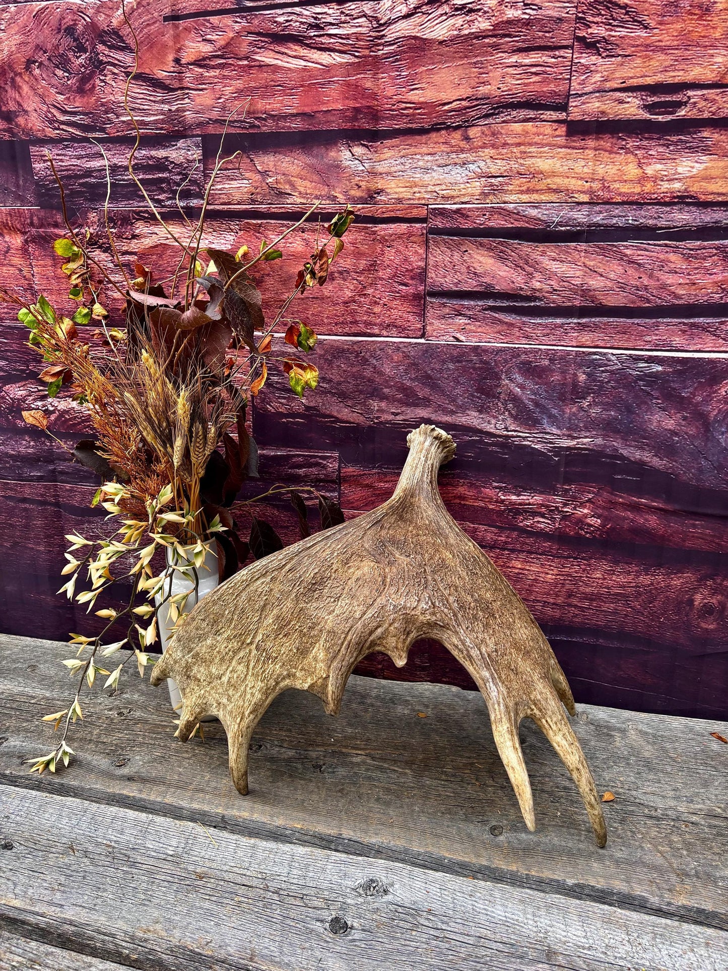 Moose Antler. Classic Size and Shape For crafting, decor and more.