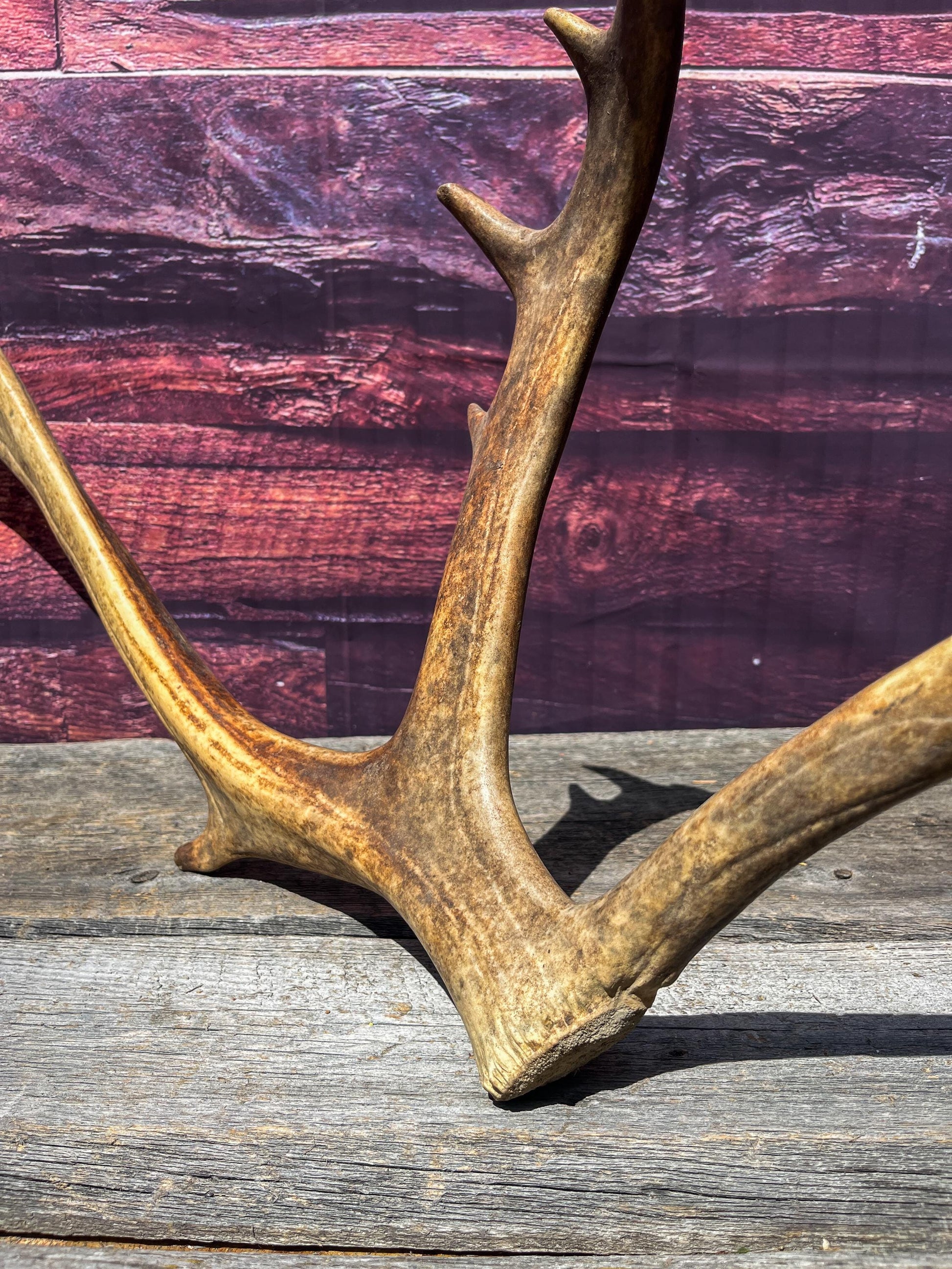 Shed Reindeer Antler. Interior Decor & Design Piece. Naturally Shed Caribou Antler