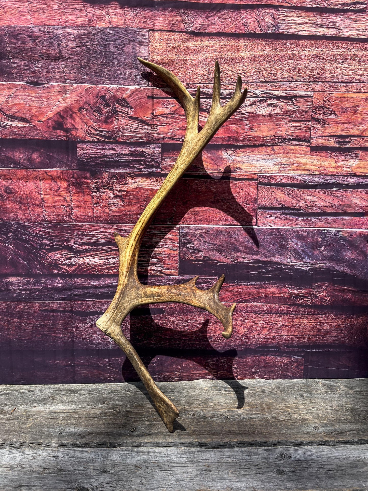 Shed Reindeer Antler. Interior Decor & Design Piece. Naturally Shed Caribou Antler