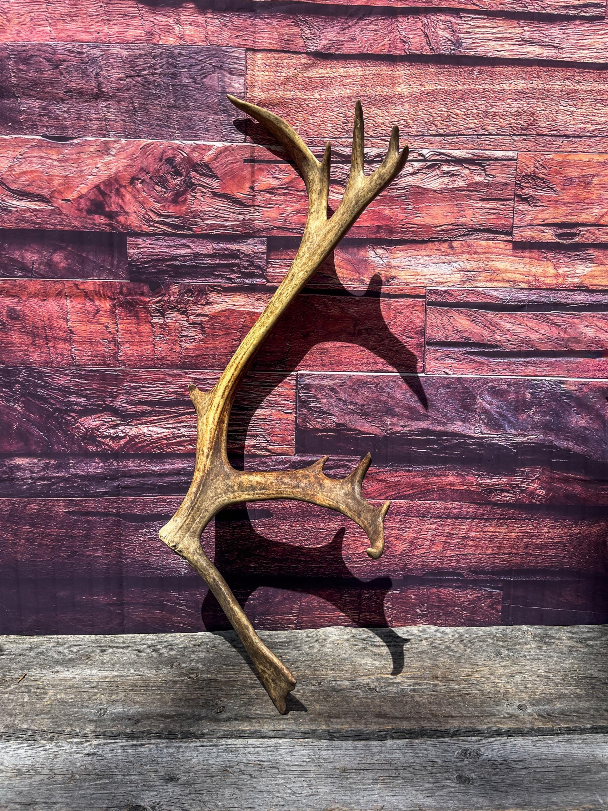 Shed Reindeer Antler. Interior Decor & Design Piece. Naturally Shed Caribou Antler