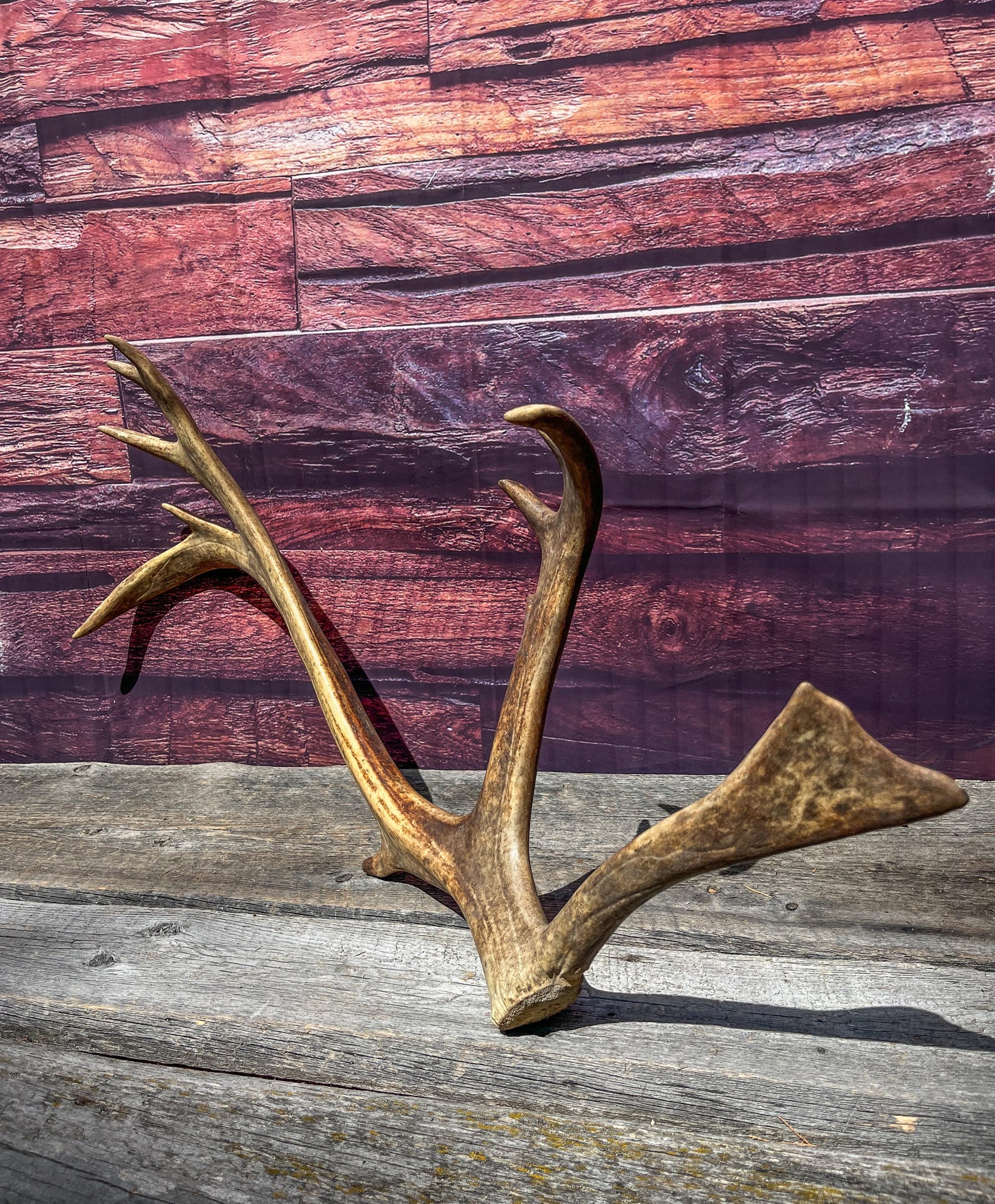 Shed Reindeer Antler. Interior Decor & Design Piece. Naturally Shed Caribou Antler