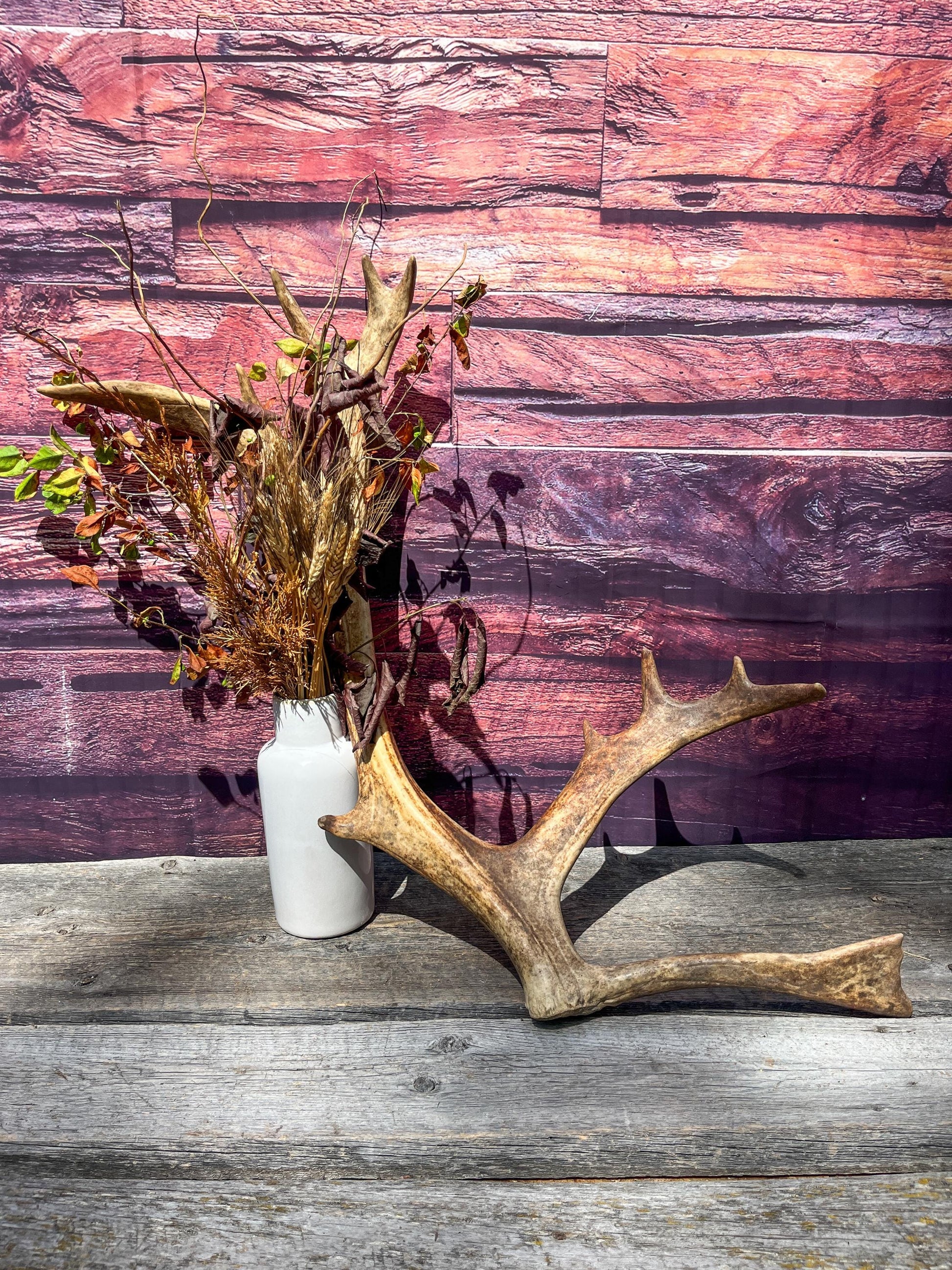 Shed Reindeer Antler. Interior Decor & Design Piece. Naturally Shed Caribou Antler